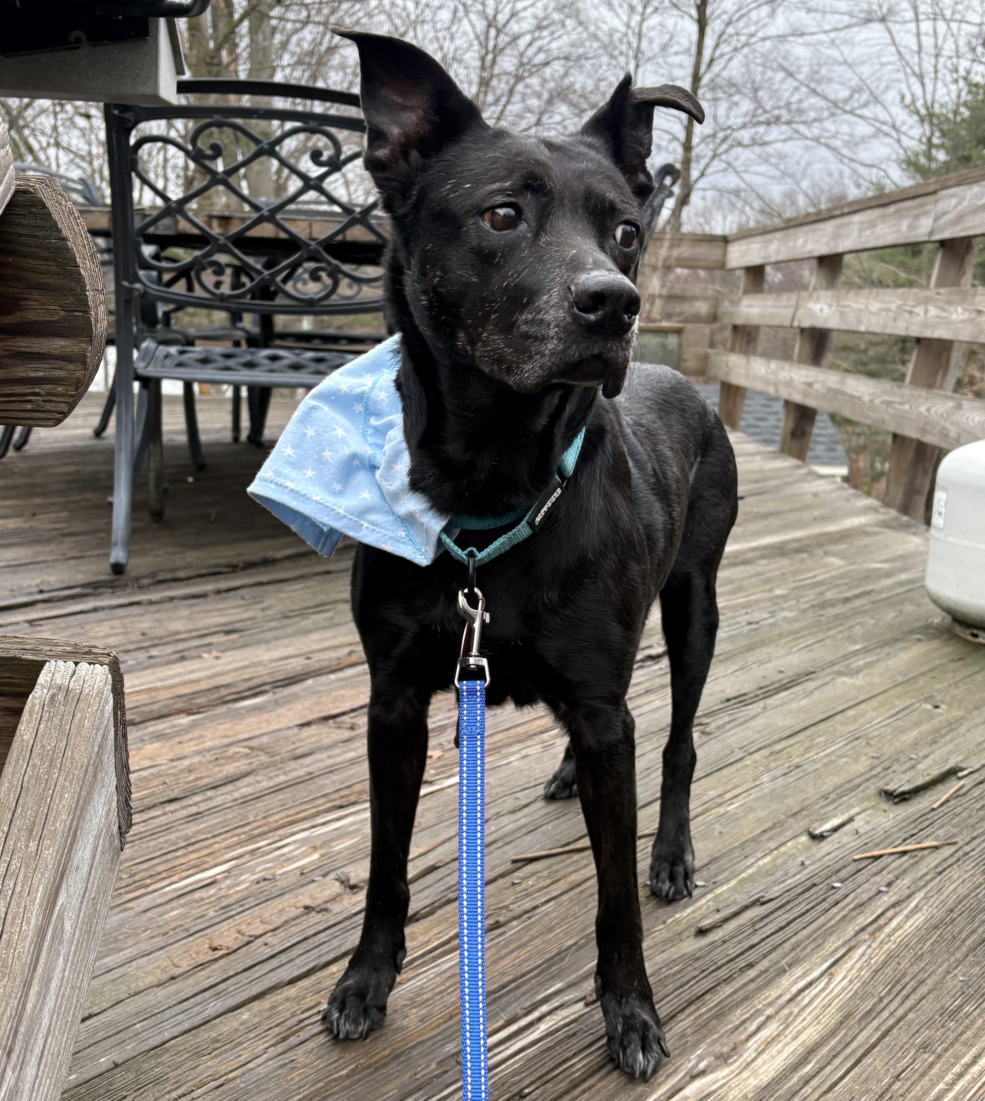 Enlarge Sneezy, a ADOPTABLE mixed breed in Brooklyn, NY image 4/4