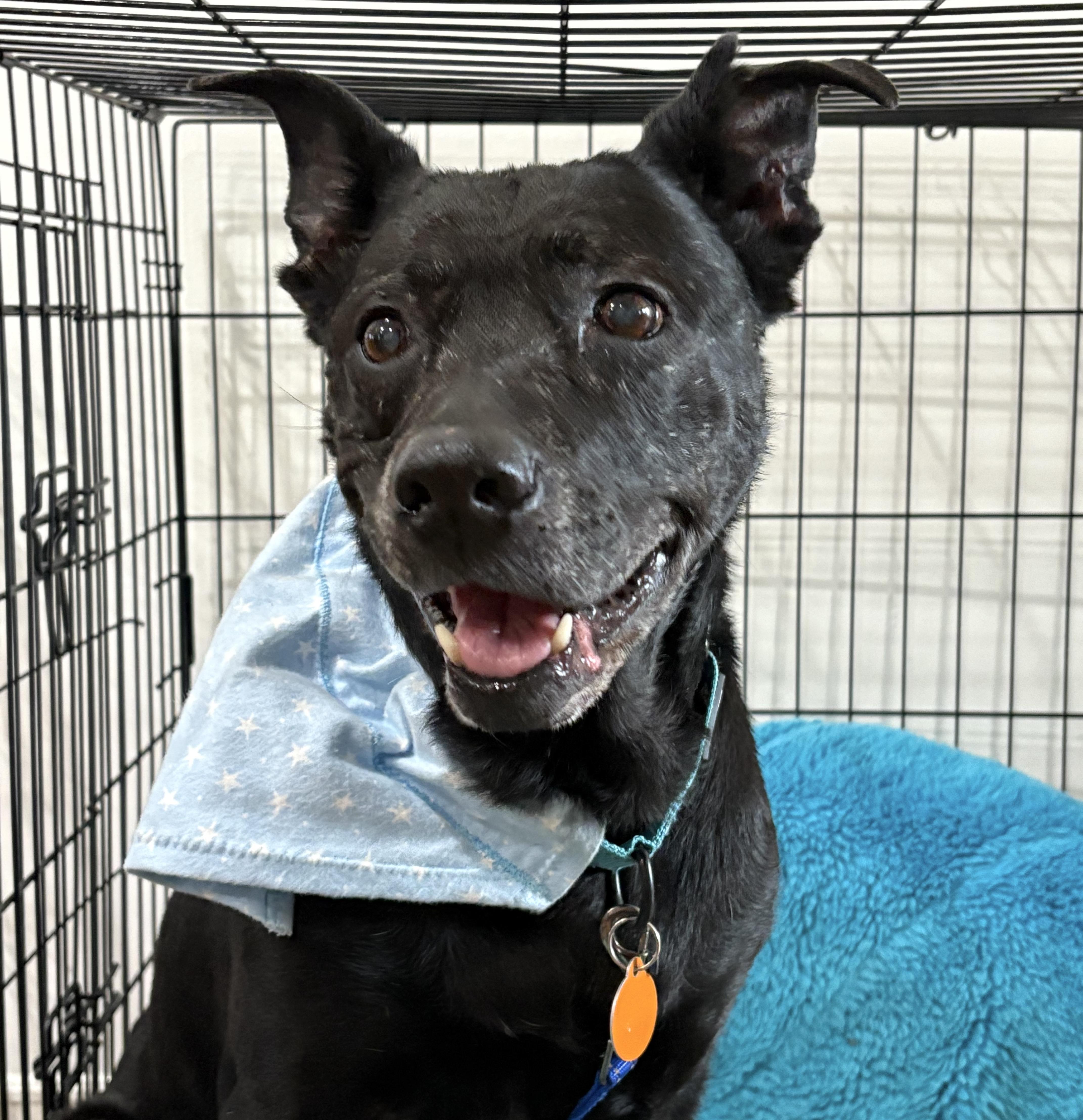 Enlarge Sneezy, a ADOPTABLE mixed breed in Brooklyn, NY image 3/4