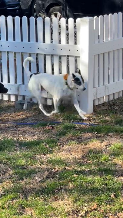 Enlarge Sneezy, a ADOPTABLE mixed breed in Brooklyn, NY video 2/4