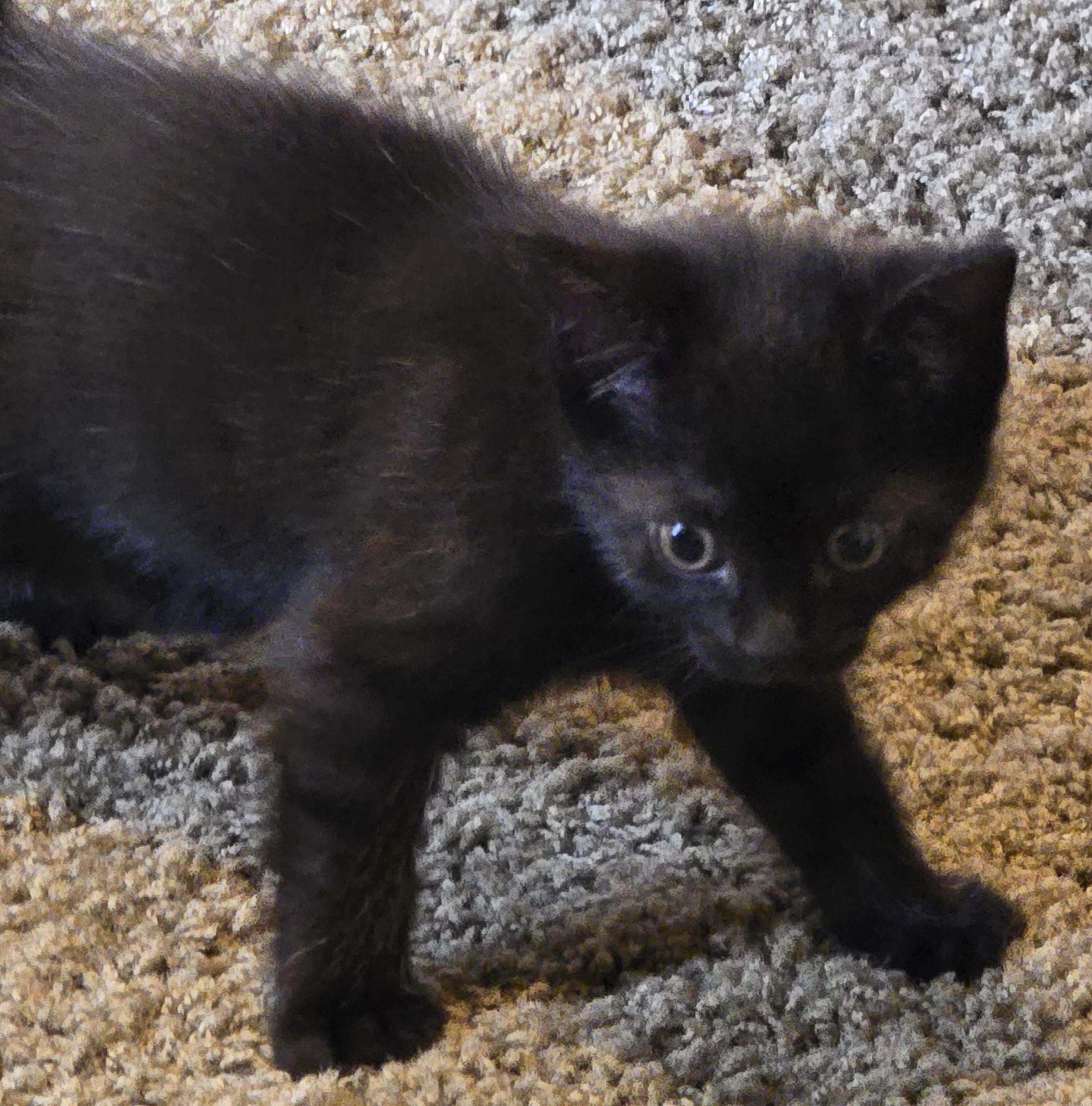 Enlarge Abee, a Adopted Domestic Short Hair in Grove City, OH image 1/3