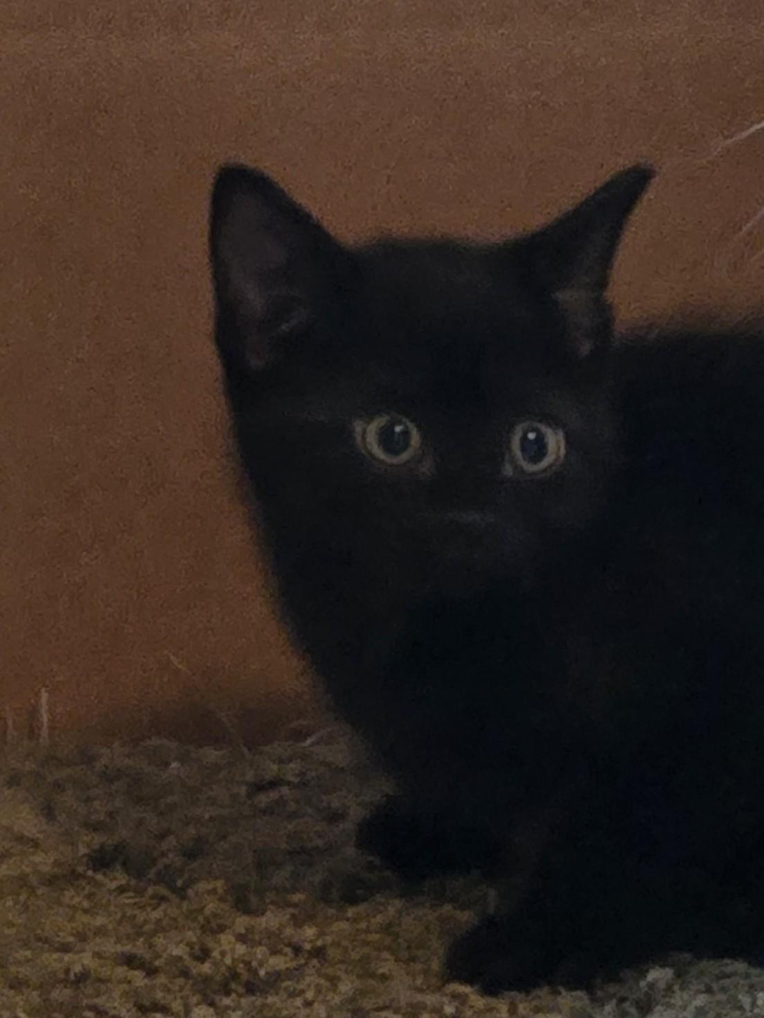Enlarge Abee, a Adopted Domestic Short Hair in Grove City, OH image 3/3