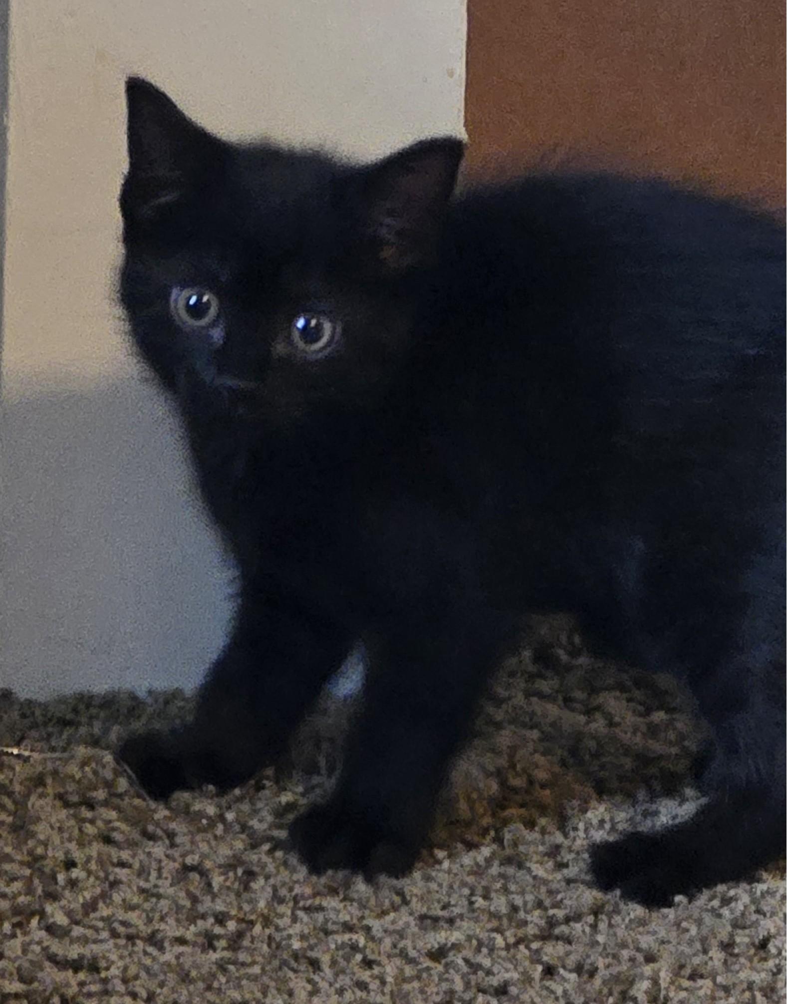 Enlarge Abee, a Adopted Domestic Short Hair in Grove City, OH image 2/3