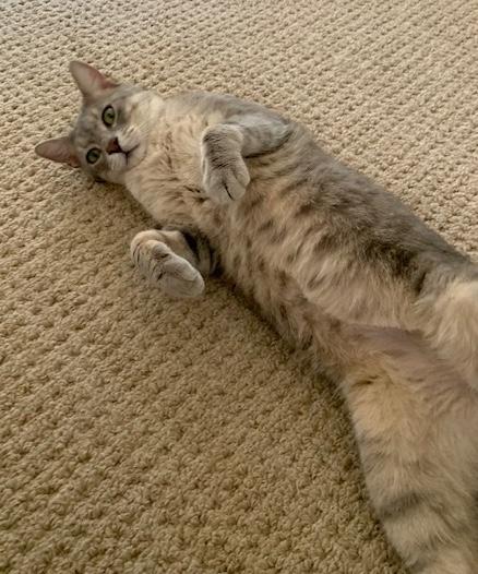 Enlarge Evan, a ADOPTABLE Domestic Short Hair in Sherman Oaks, CA image 4/4