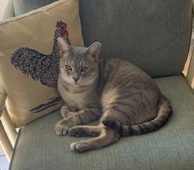 Enlarge Evan, a ADOPTABLE Domestic Short Hair in Sherman Oaks, CA image 3/4