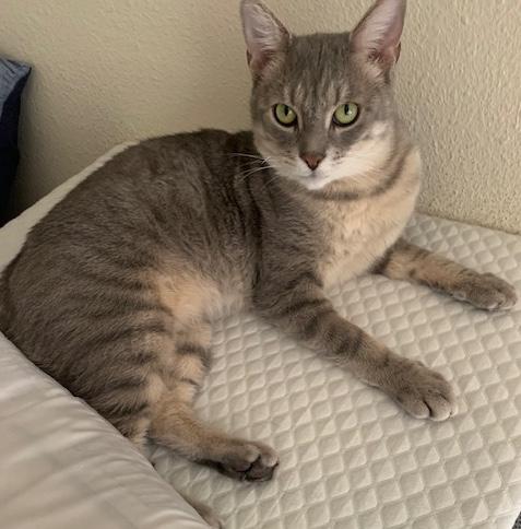 Evan, ADOPTABLE, Adult Male Domestic Short Hair.