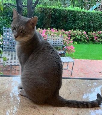 Enlarge Evan, a ADOPTABLE Domestic Short Hair in Sherman Oaks, CA image 2/4