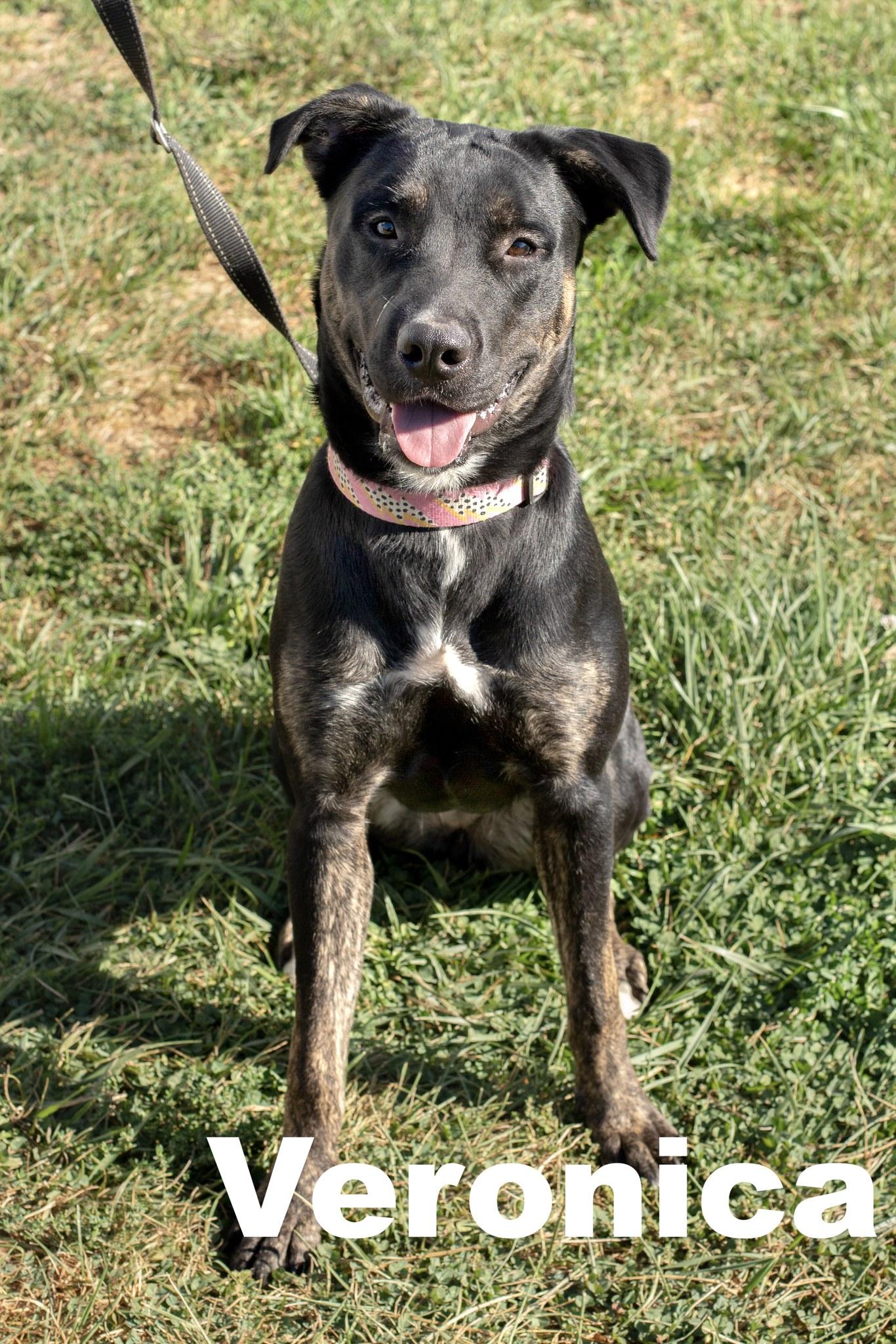 Veronica, Adoptable, Young Female Mixed Breed.
