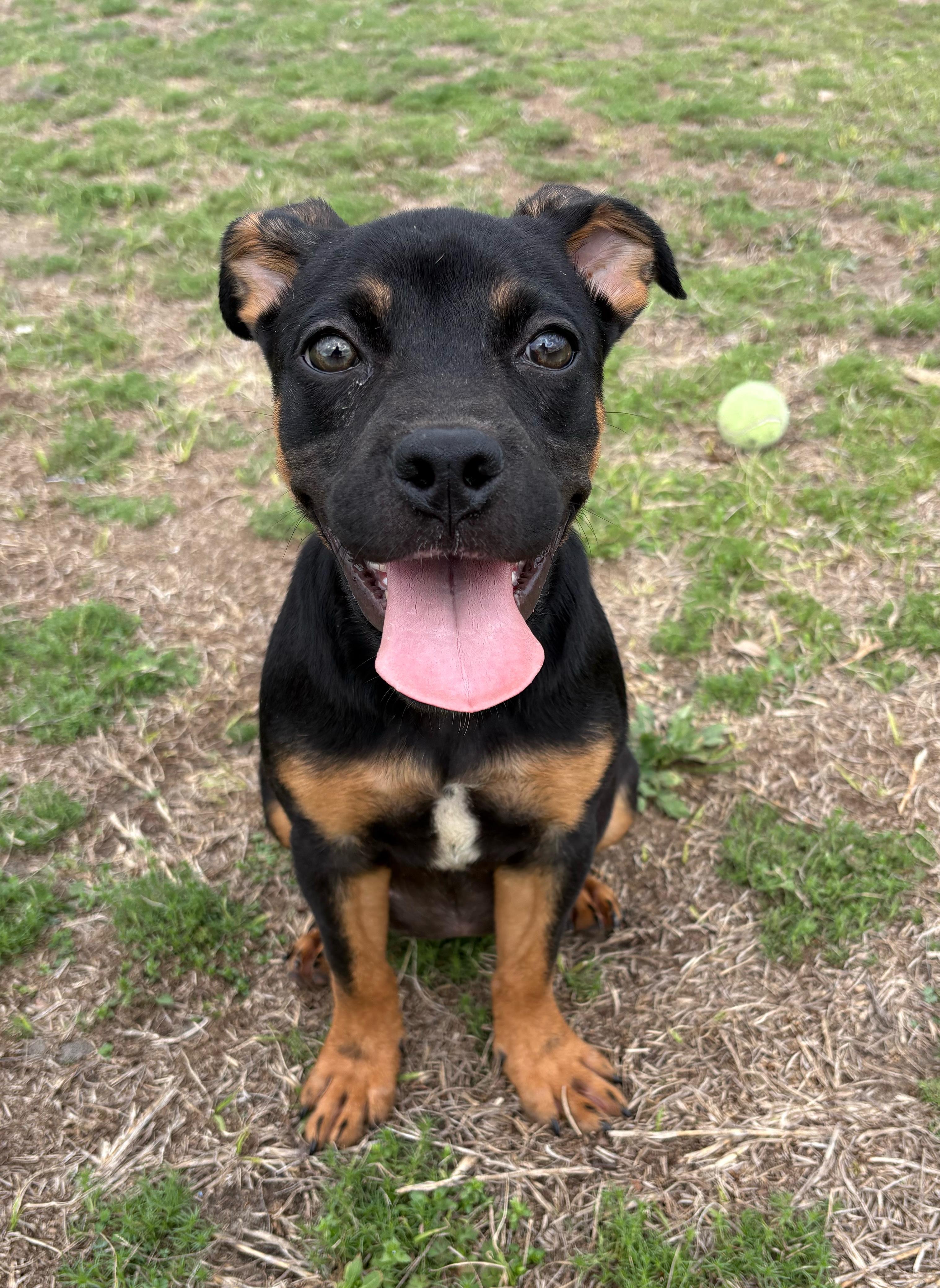 Enlarge Uno, an adopted mixed breed in Valdosta, GA image 2/6