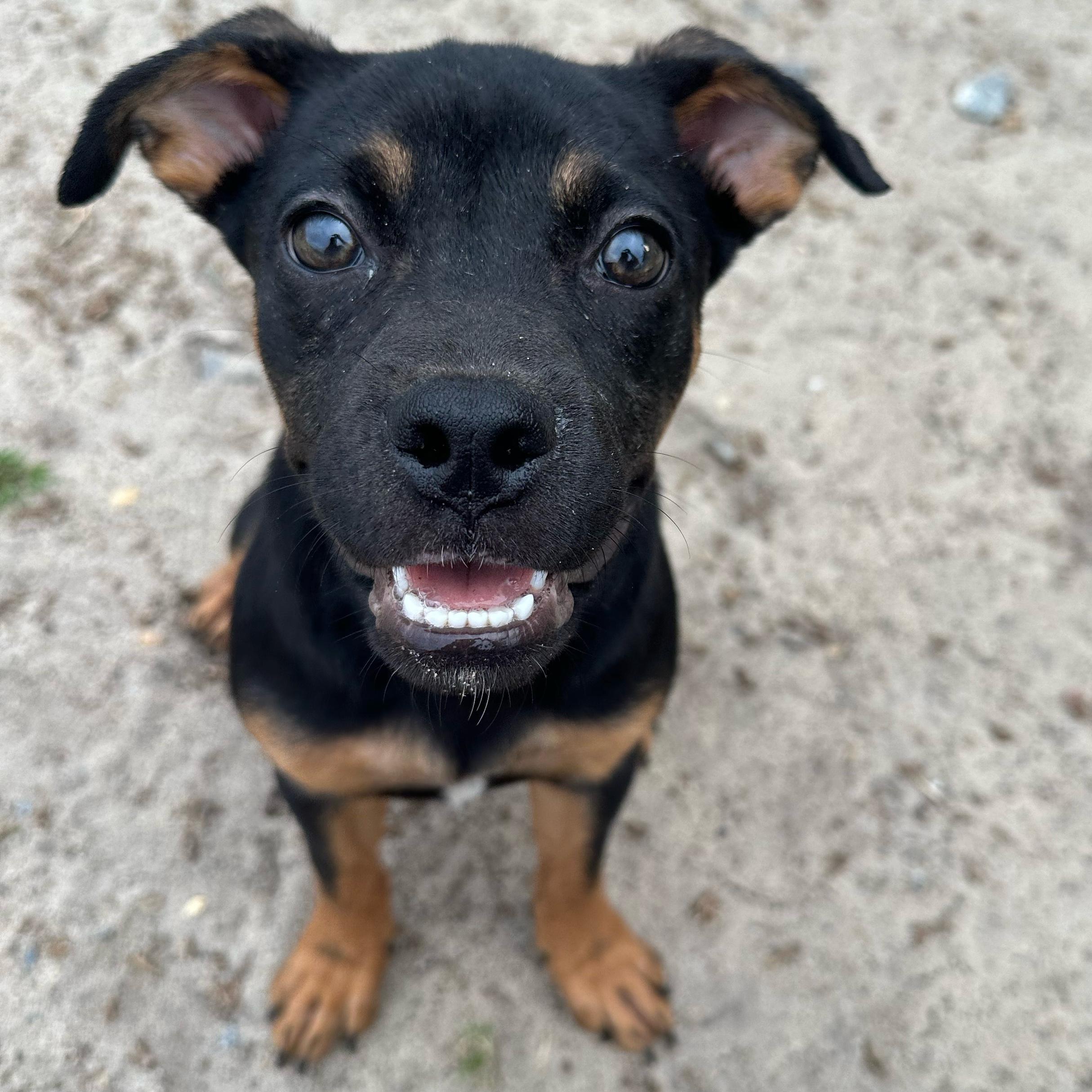 Enlarge Uno, an adopted mixed breed in Valdosta, GA image 1/6