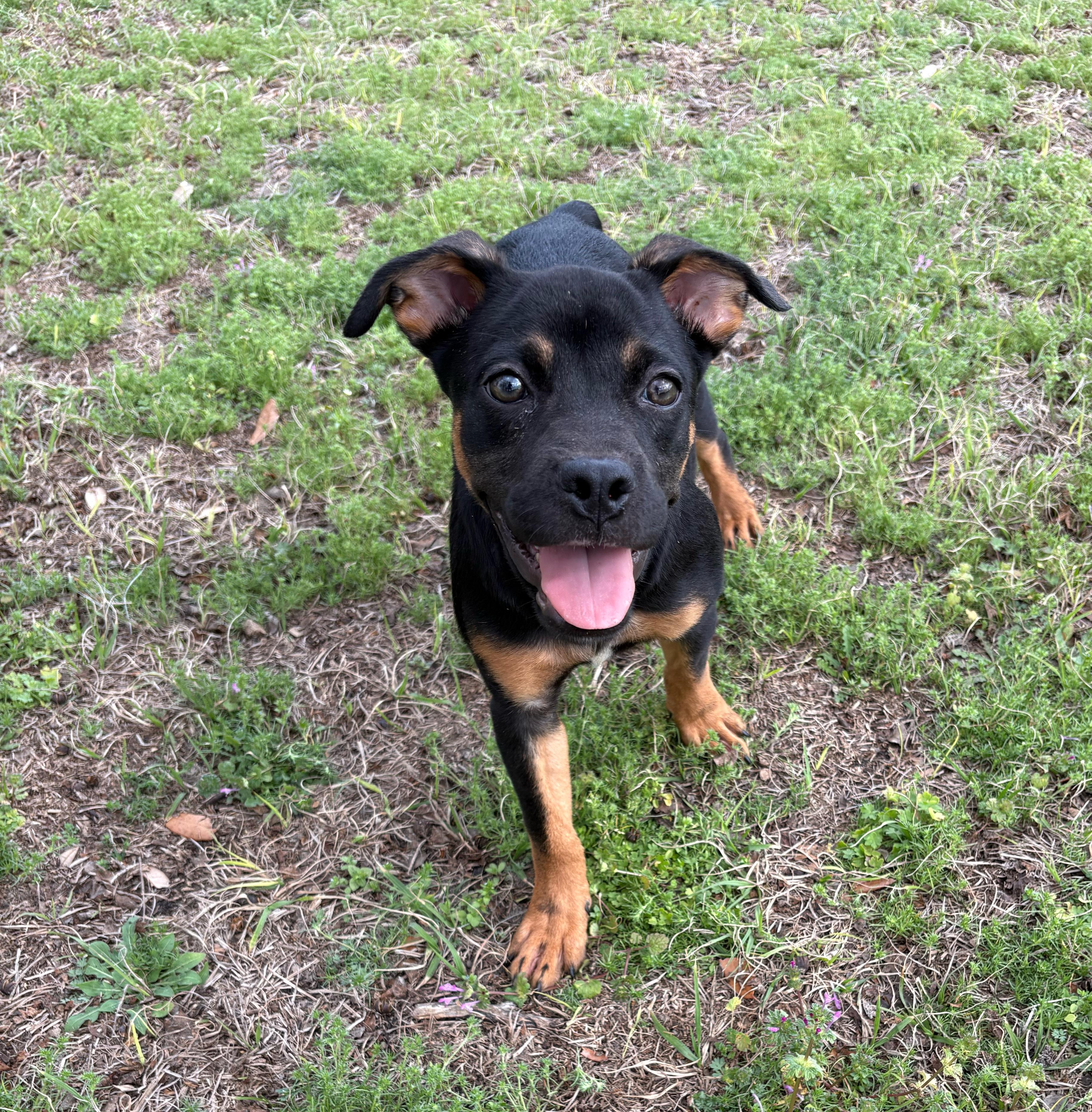 Enlarge Uno, an adopted mixed breed in Valdosta, GA image 3/6