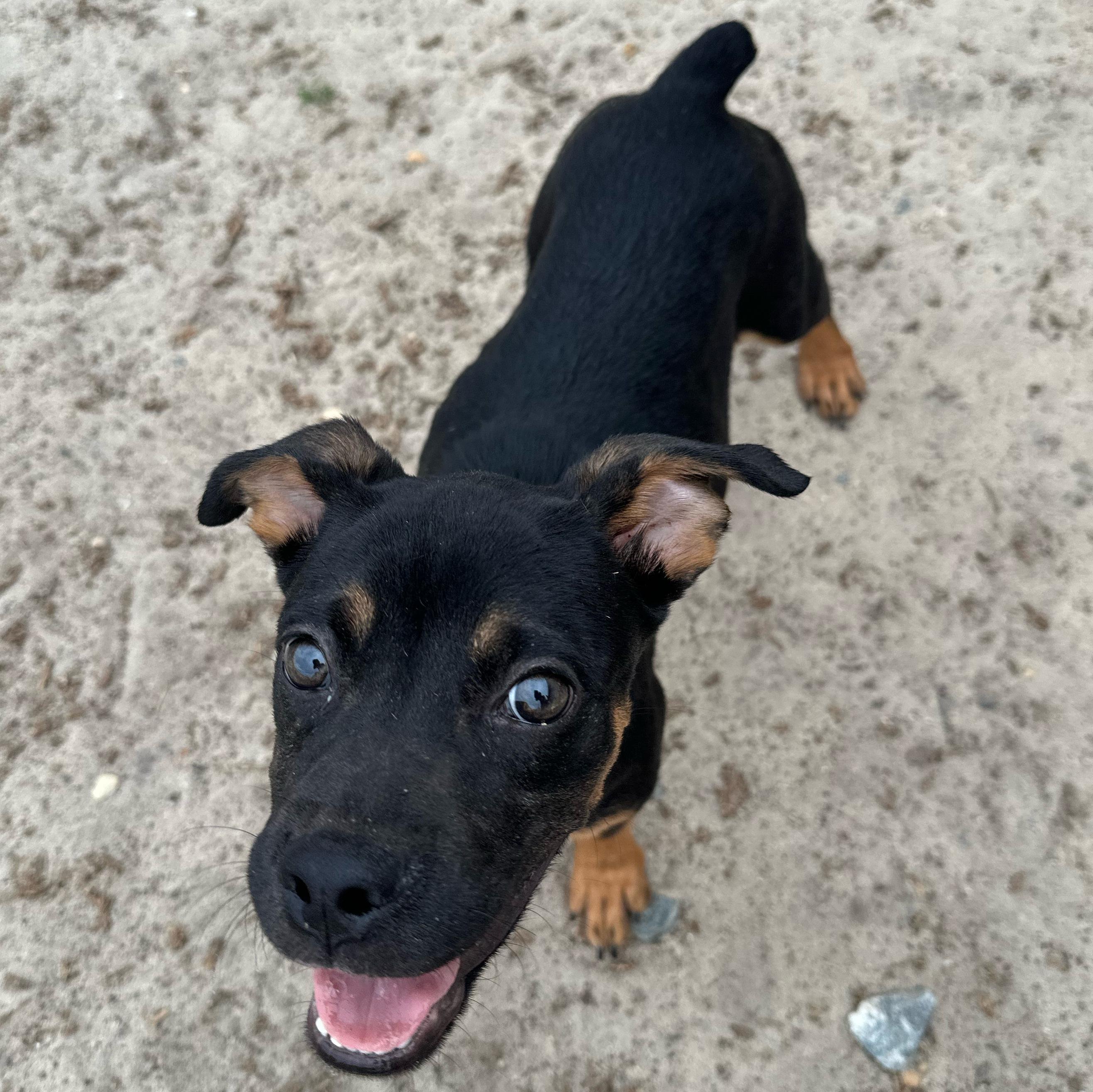 Enlarge Uno, an adopted mixed breed in Valdosta, GA image 4/6