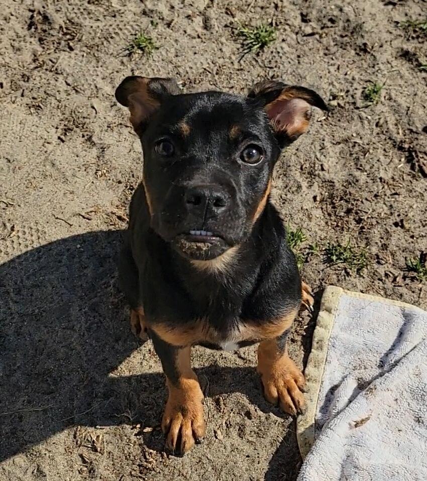 Enlarge Uno, an adopted mixed breed in Valdosta, GA image 6/6