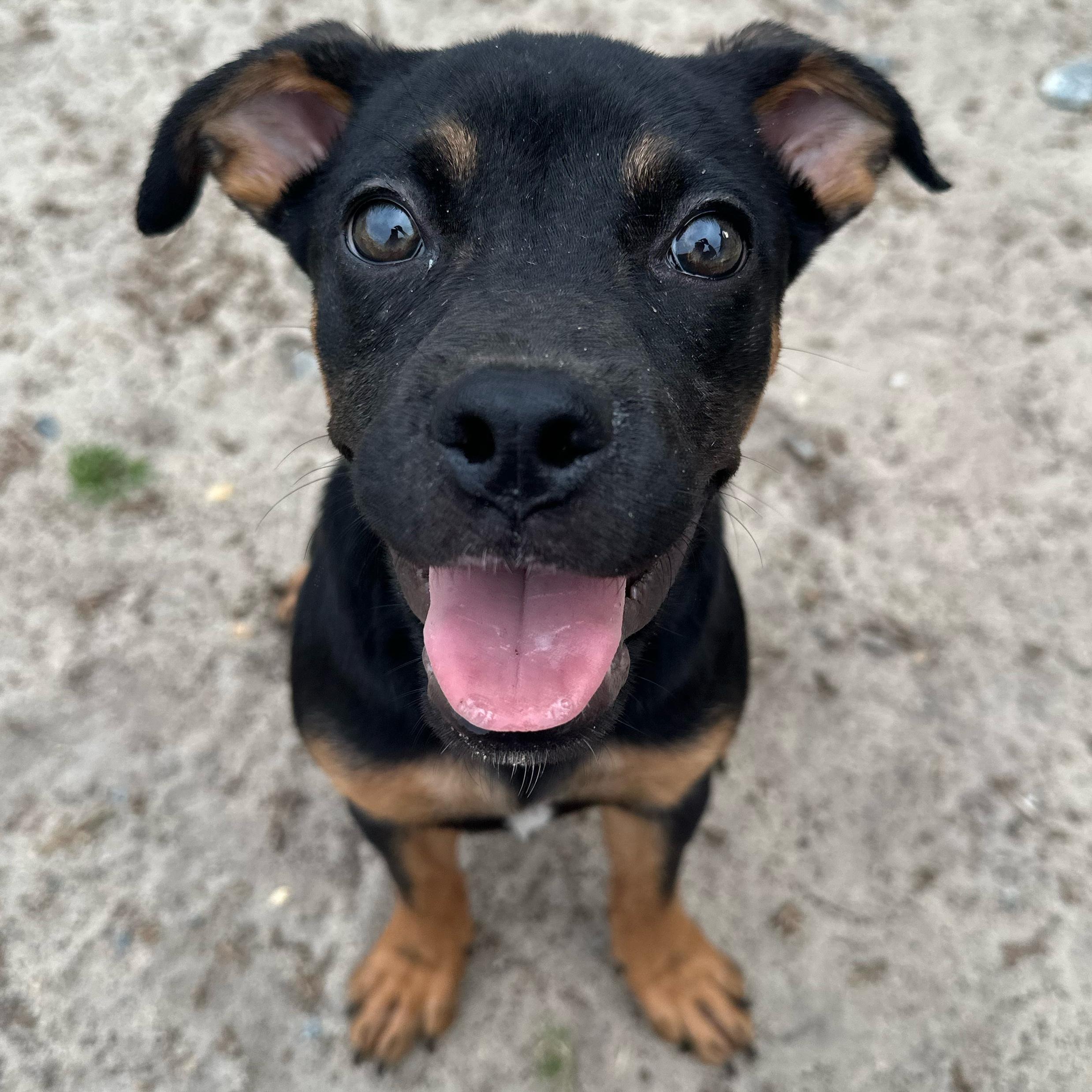 Enlarge Uno, an adopted mixed breed in Valdosta, GA image 5/6