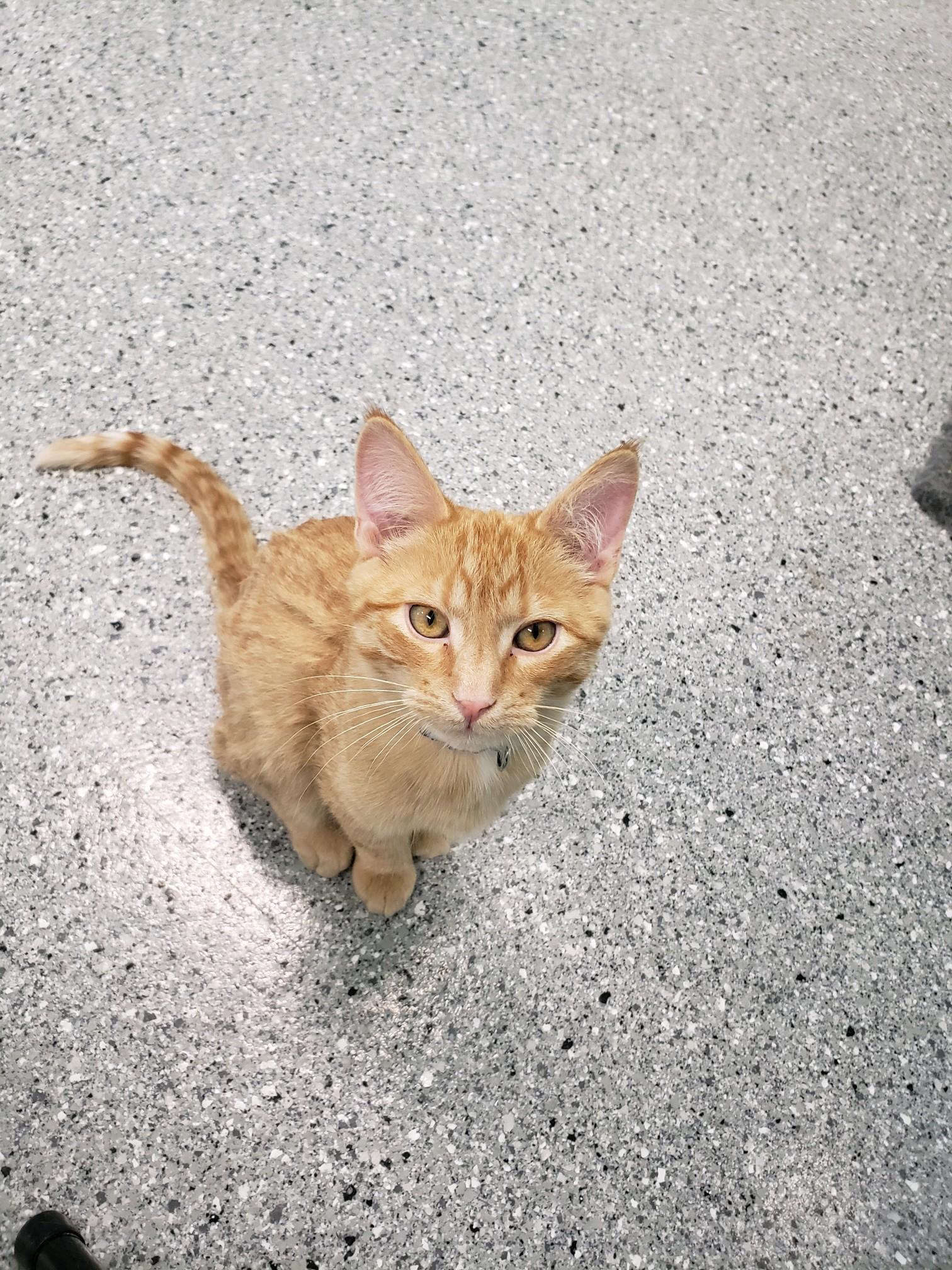 Enlarge Mistletoe, a ADOPTABLE Domestic Short Hair in Morris, MN image 5/5