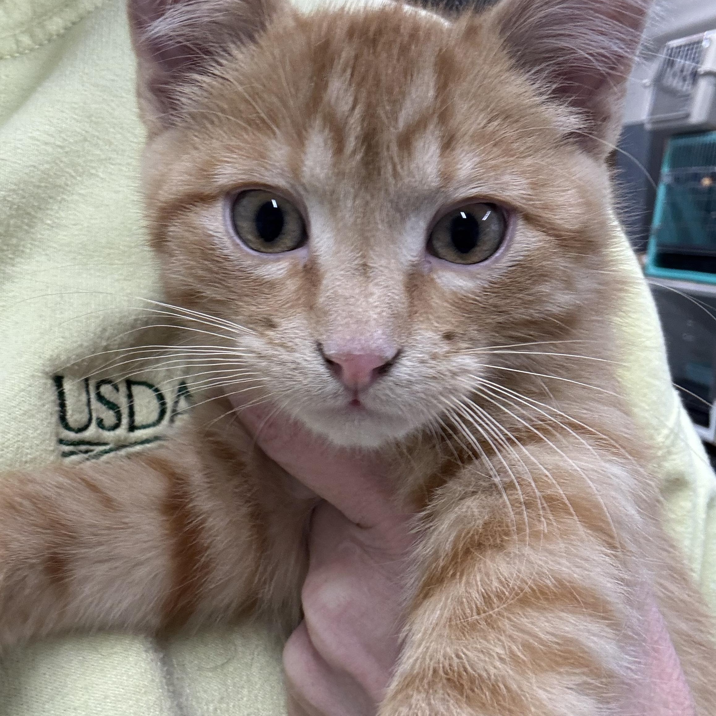 Enlarge Mistletoe, a ADOPTABLE Domestic Short Hair in Morris, MN image 1/2