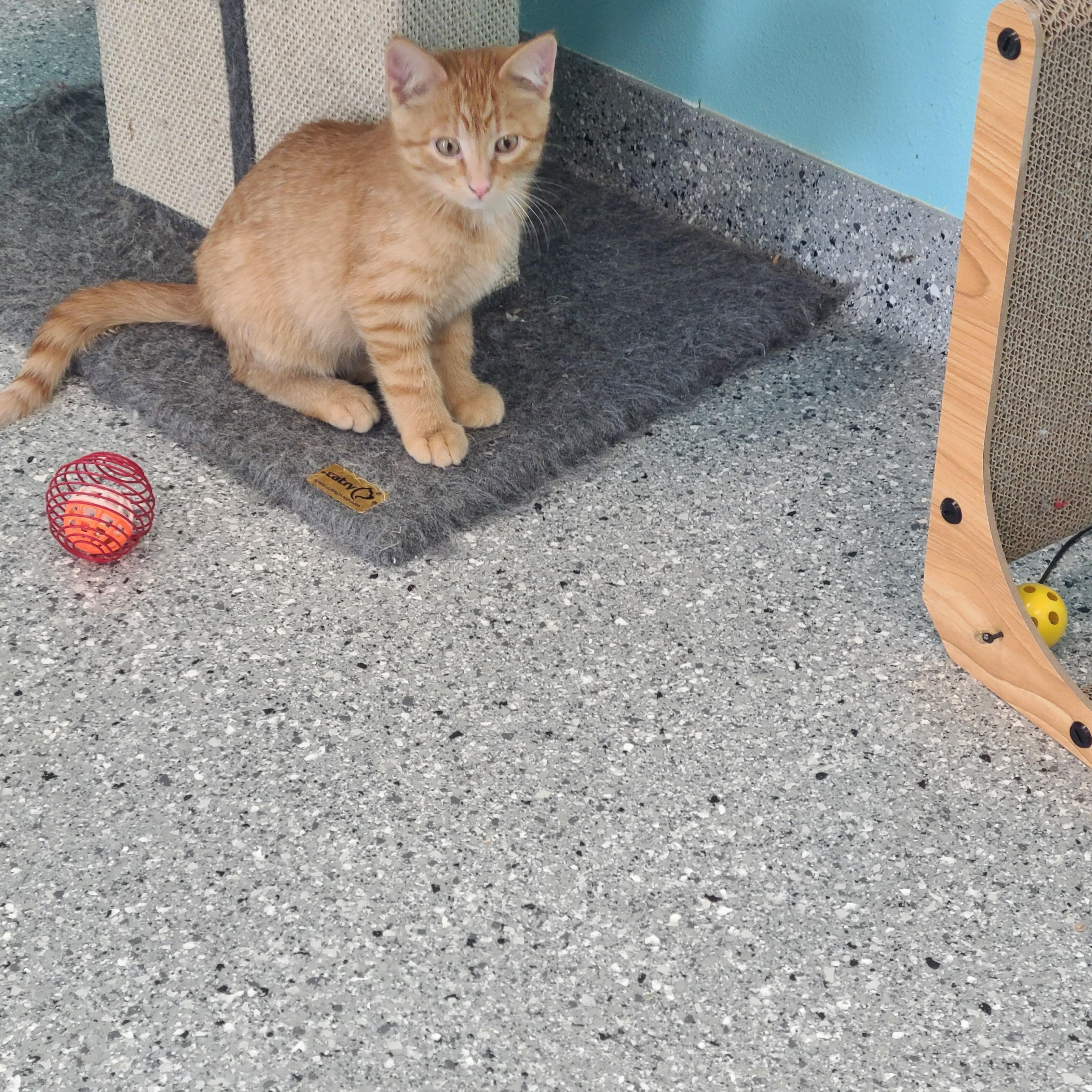 Enlarge Mistletoe, a ADOPTABLE Domestic Short Hair in Morris, MN image 2/2