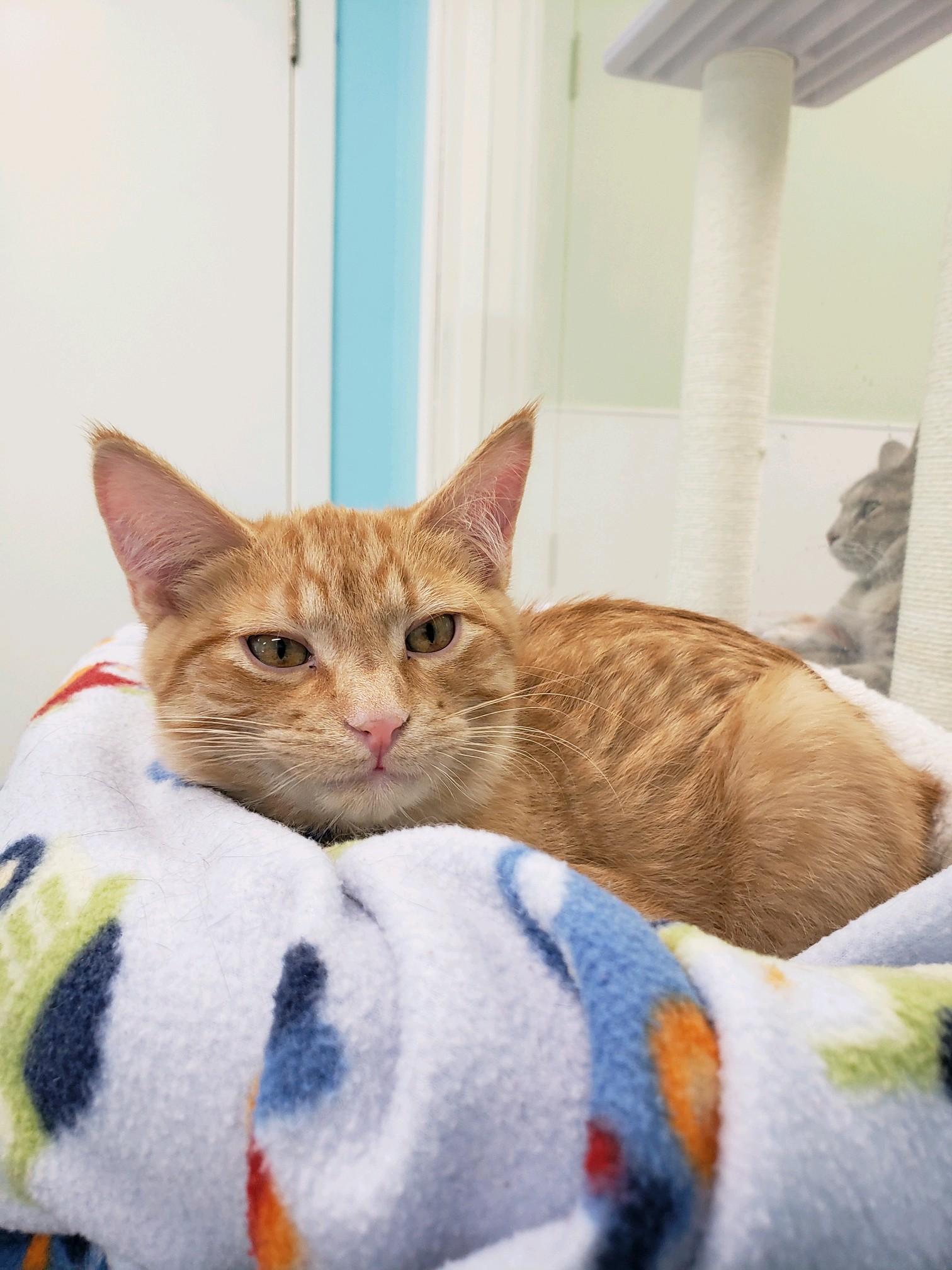 Mistletoe, ADOPTABLE, Kitten Male Domestic Short Hair.