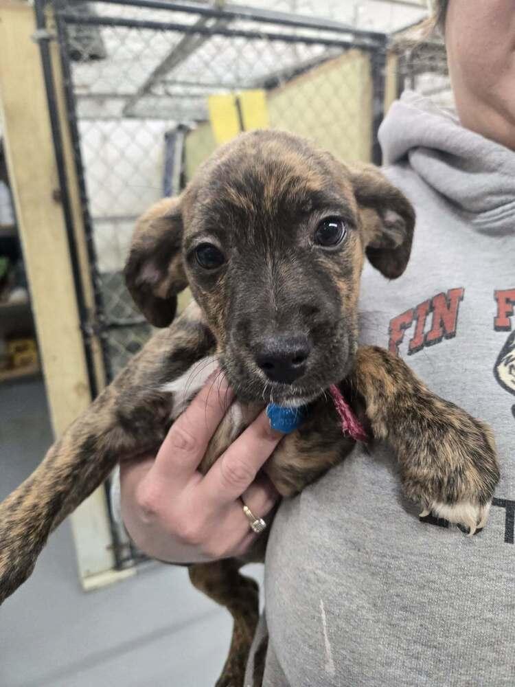Crystal, Adoptable, Puppy Female Plott Hound.