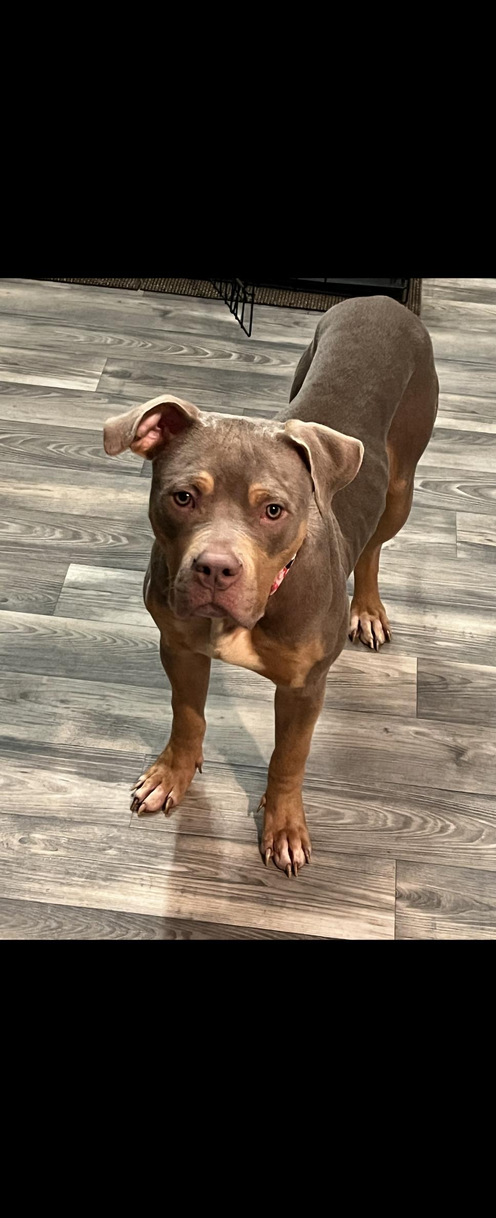 Xena, a Adoptable mixed breed in Cincinnati, OH image 2/6