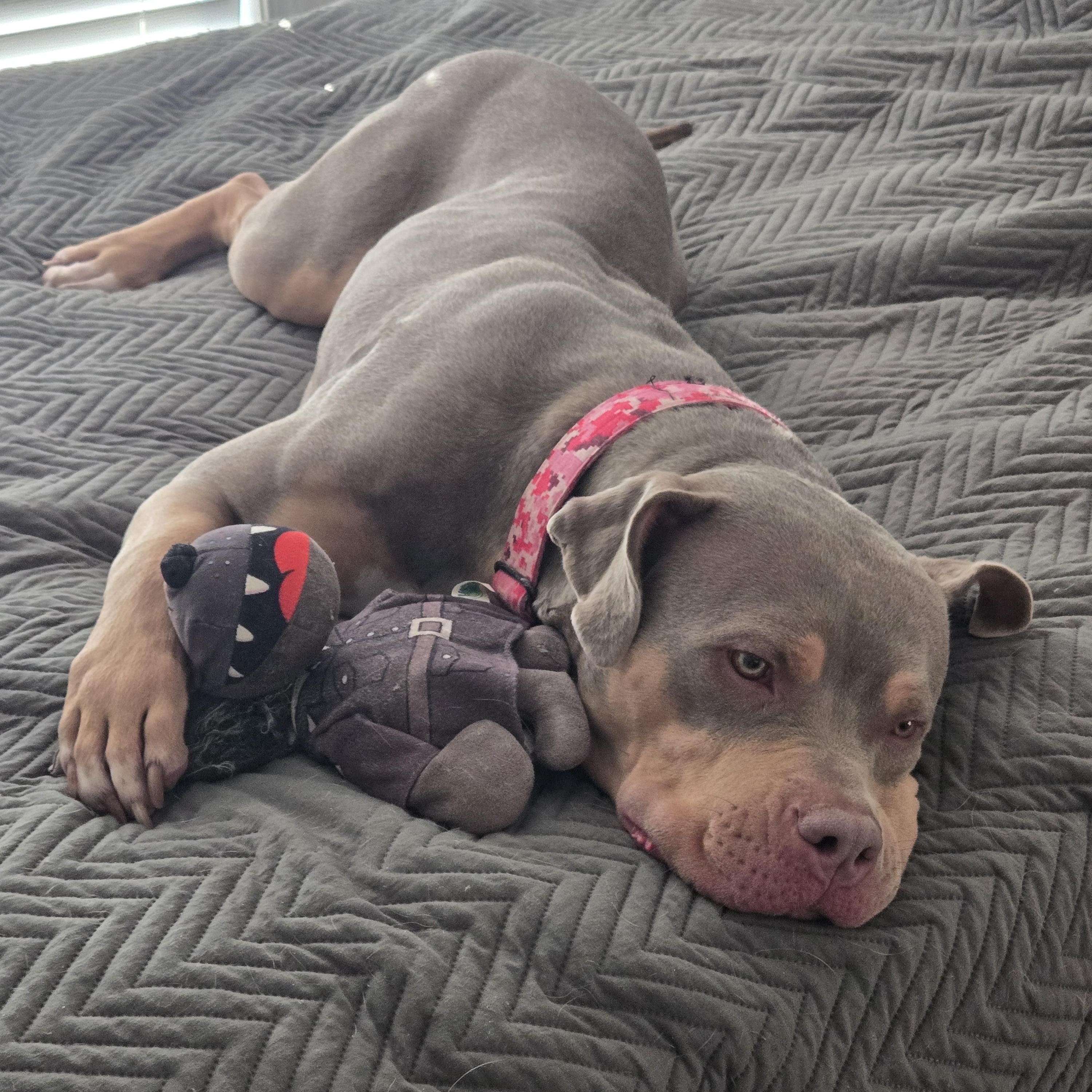 Xena, a Adoptable mixed breed in Cincinnati, OH image 1/6