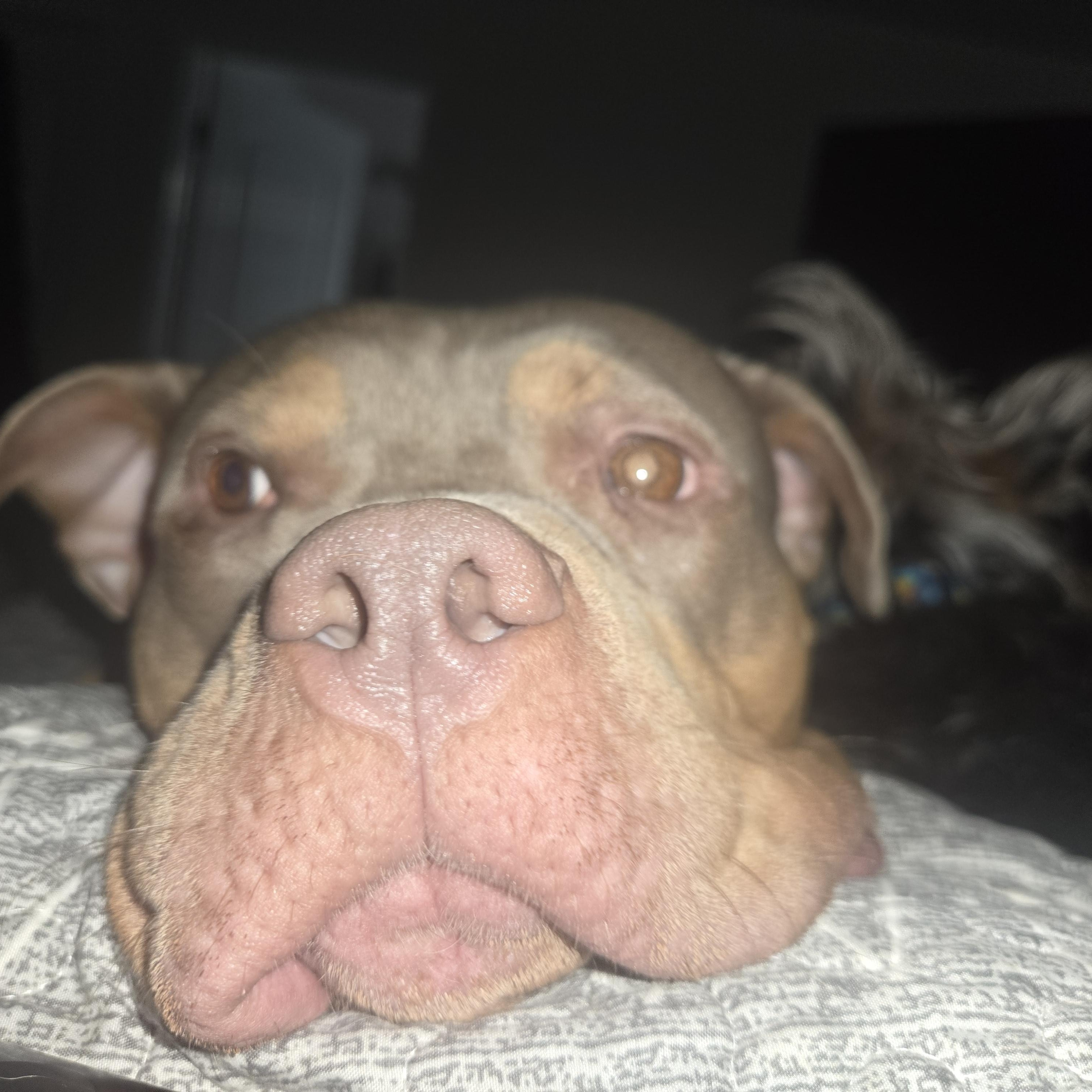 Xena, a Adoptable mixed breed in Cincinnati, OH image 6/6