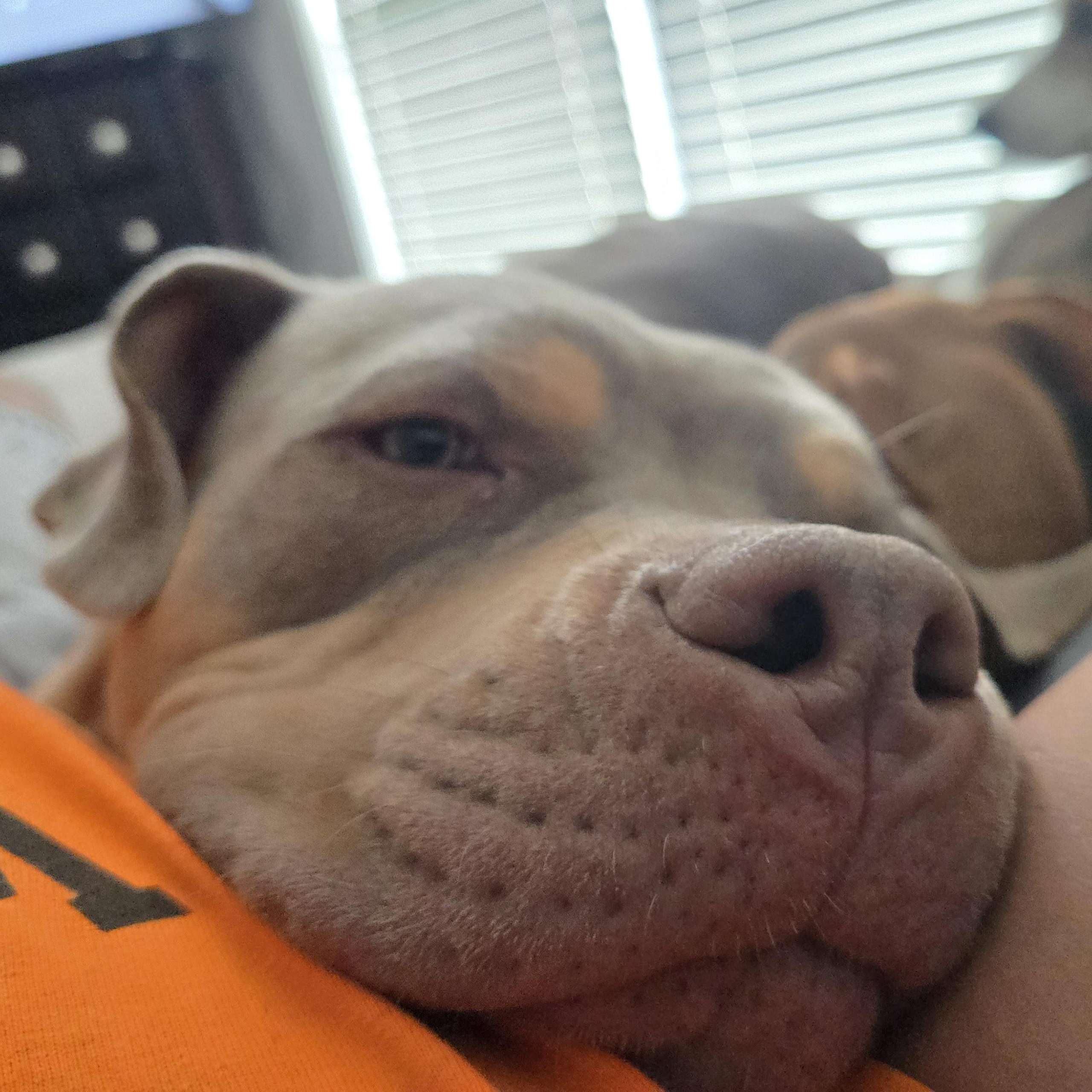 Xena, a Adoptable mixed breed in Cincinnati, OH image 4/6