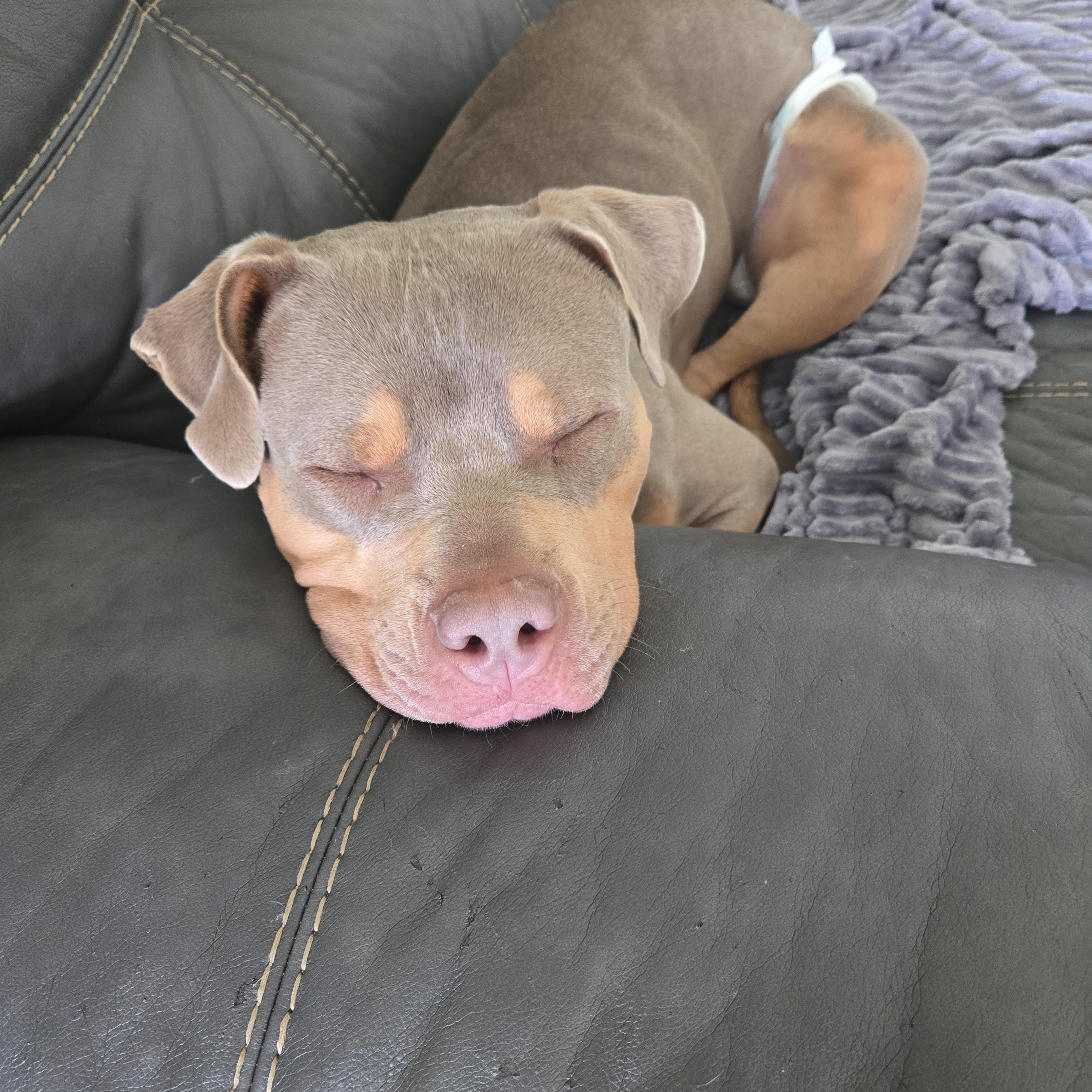 Xena, a Adoptable mixed breed in Cincinnati, OH image 3/6