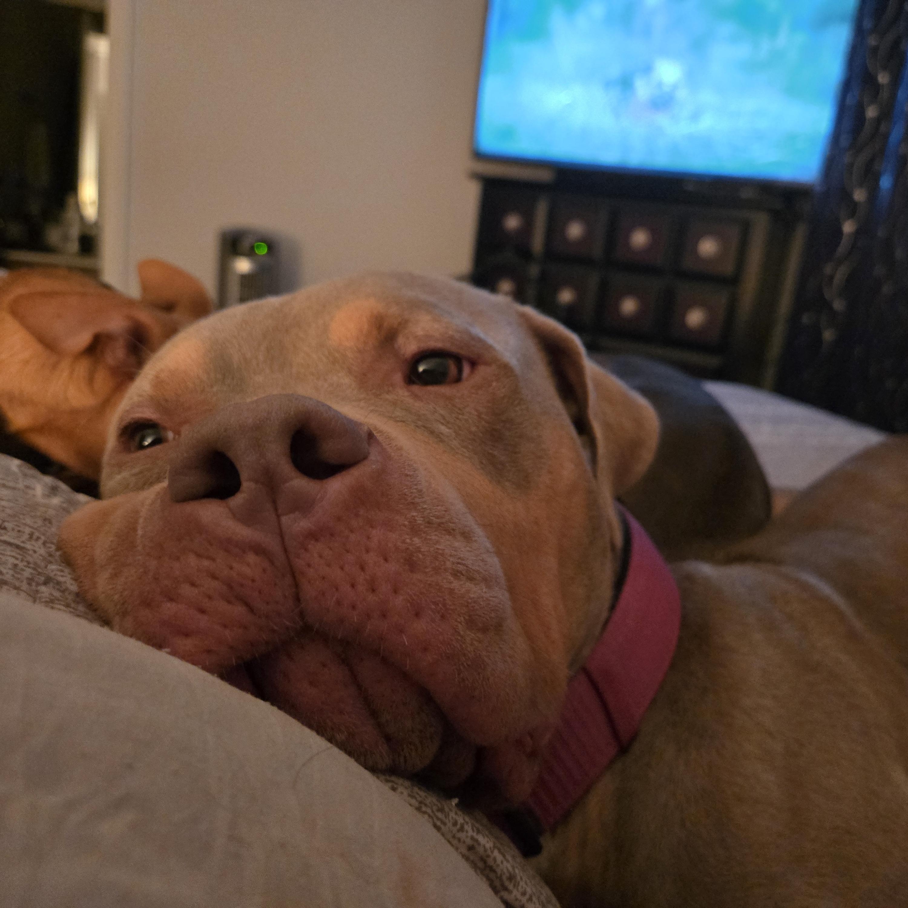 Xena, a Adoptable mixed breed in Cincinnati, OH image 5/6