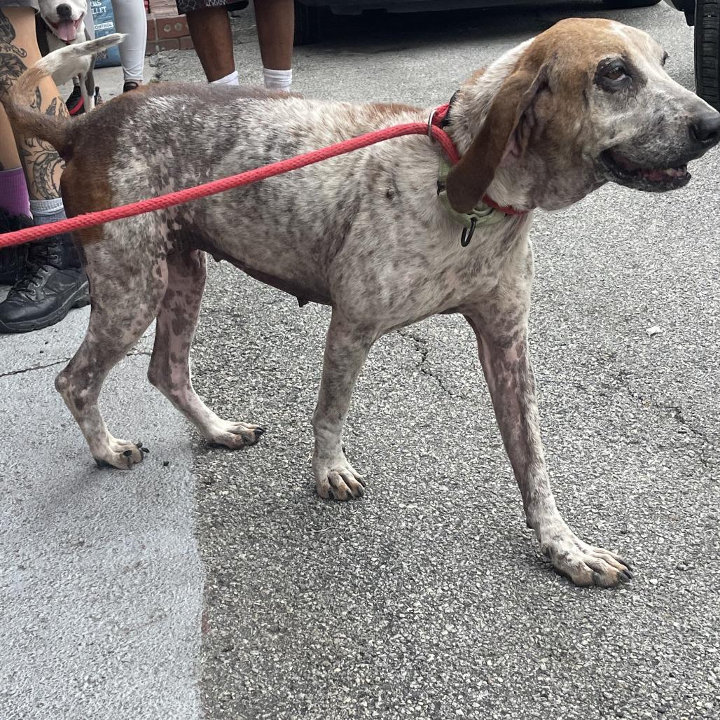 Paige, Adoptable, Senior Female Hound & Mixed Breed.