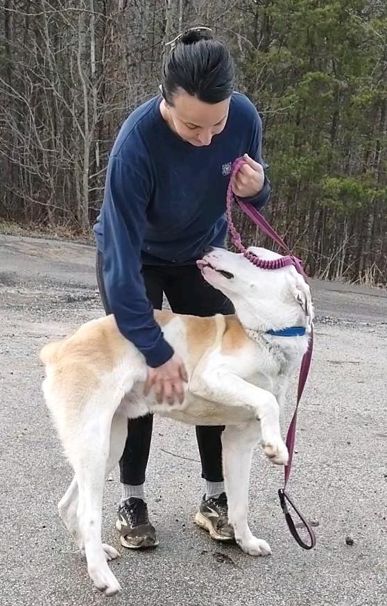 Prince, Adoptable, Young Male Great Pyrenees.