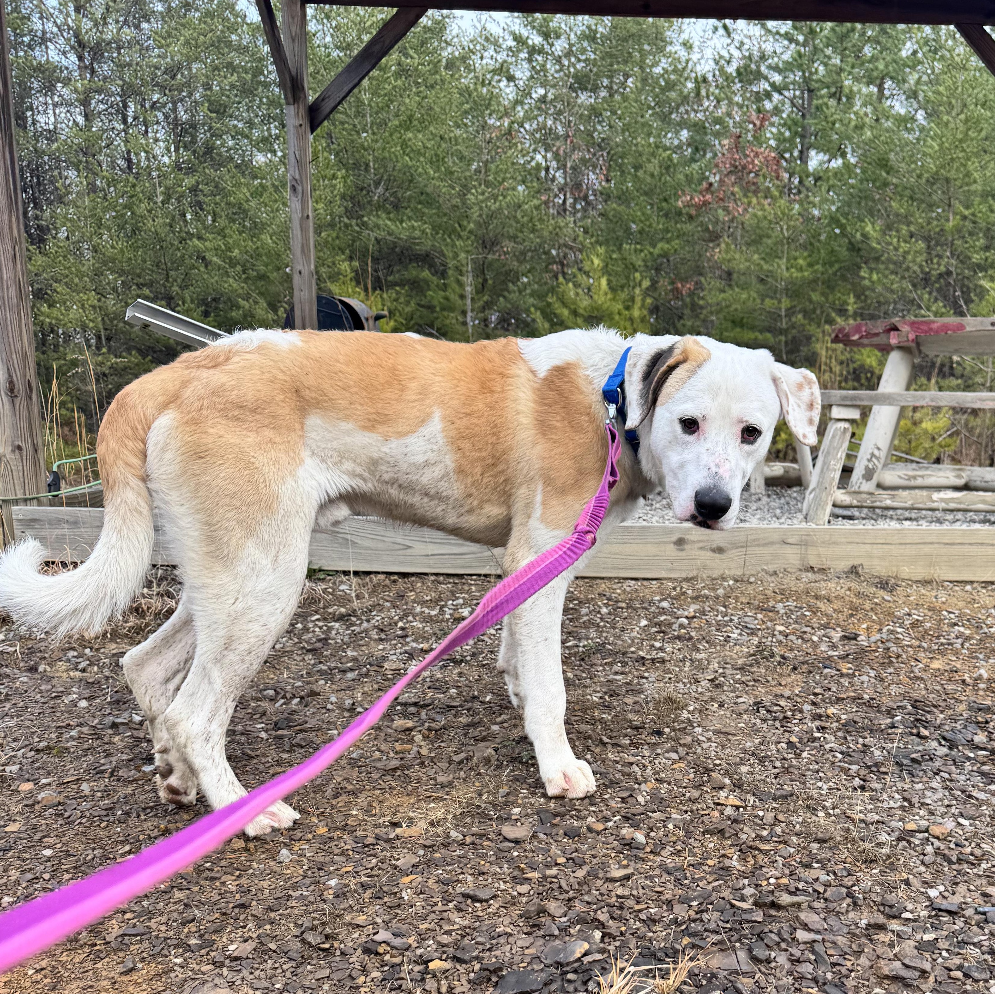 Enlarge Prince, a Adoptable mixed breed in Clay City, KY image 4/5