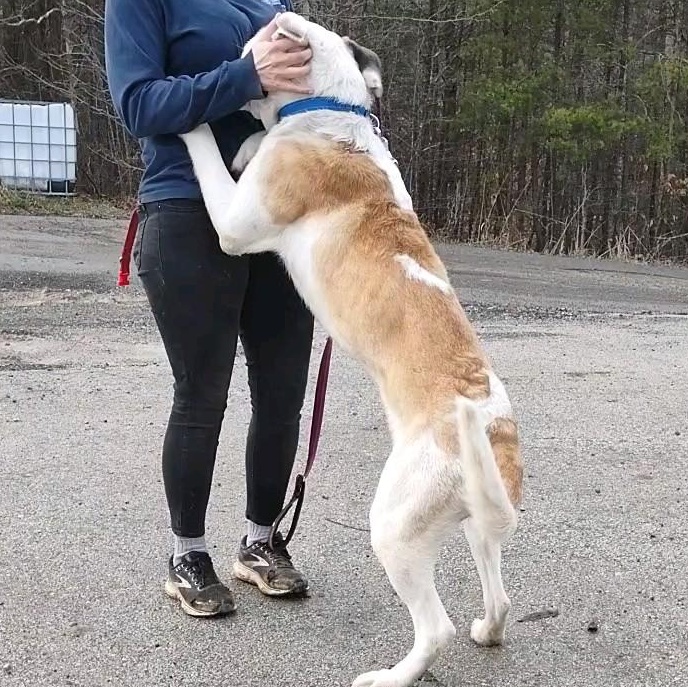 Enlarge Prince, a Adoptable mixed breed in Clay City, KY image 5/5
