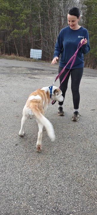 Enlarge Prince, a Adoptable mixed breed in Clay City, KY video 2/5