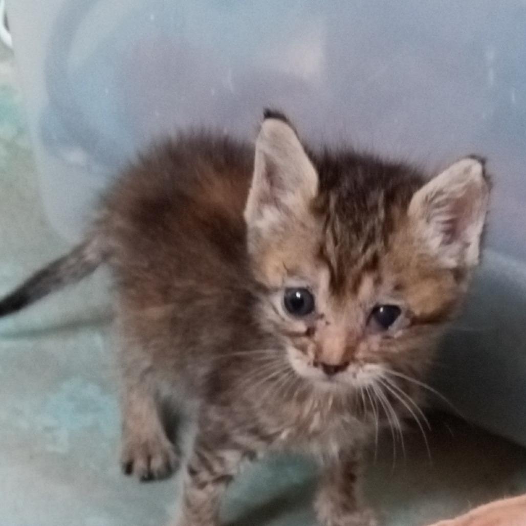 Opal, Adoptable, Young Female American Shorthair.