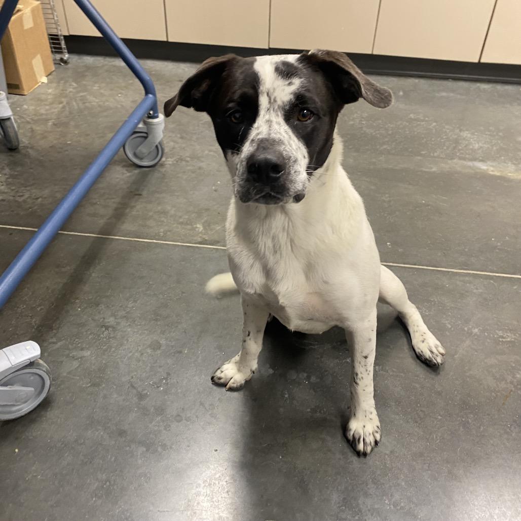 Enlarge Otto, a Adoptable Mixed Breed in Dickinson, TX image 1/5