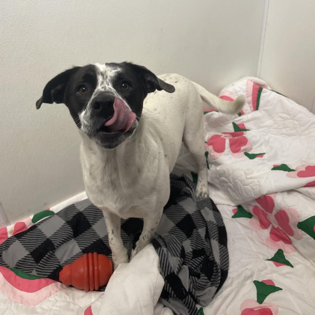 Enlarge Otto, a Adoptable Mixed Breed in Dickinson, TX image 2/5