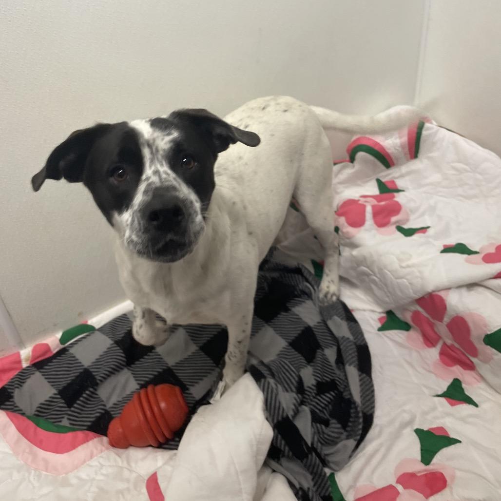 Enlarge Otto, a Adoptable Mixed Breed in Dickinson, TX image 3/5