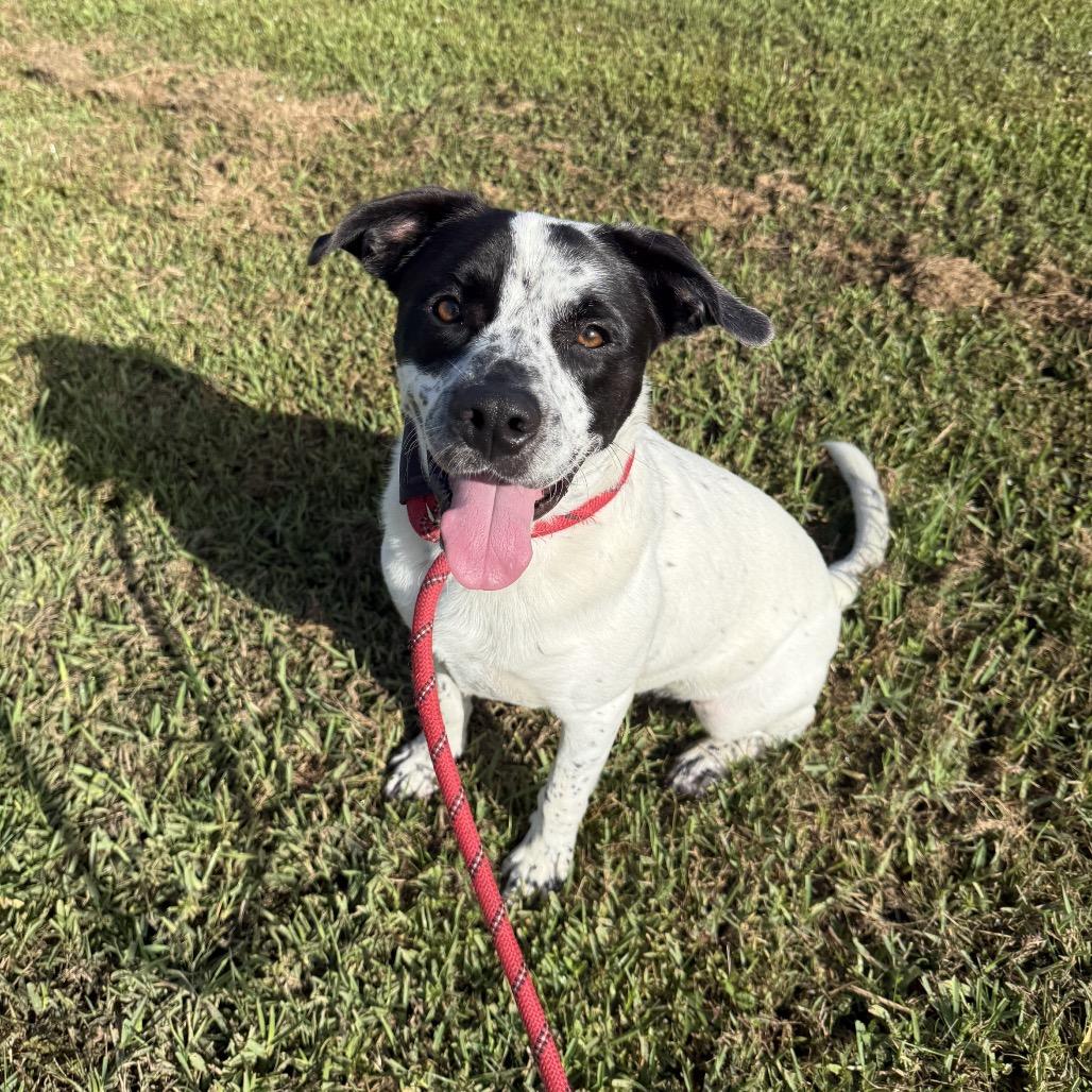 Enlarge Otto, a Adoptable Mixed Breed in Dickinson, TX image 4/5