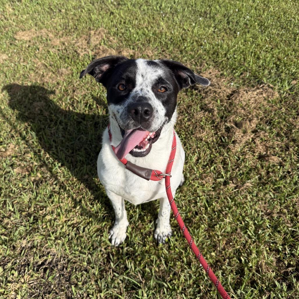Enlarge Otto, a Adoptable Mixed Breed in Dickinson, TX image 5/5