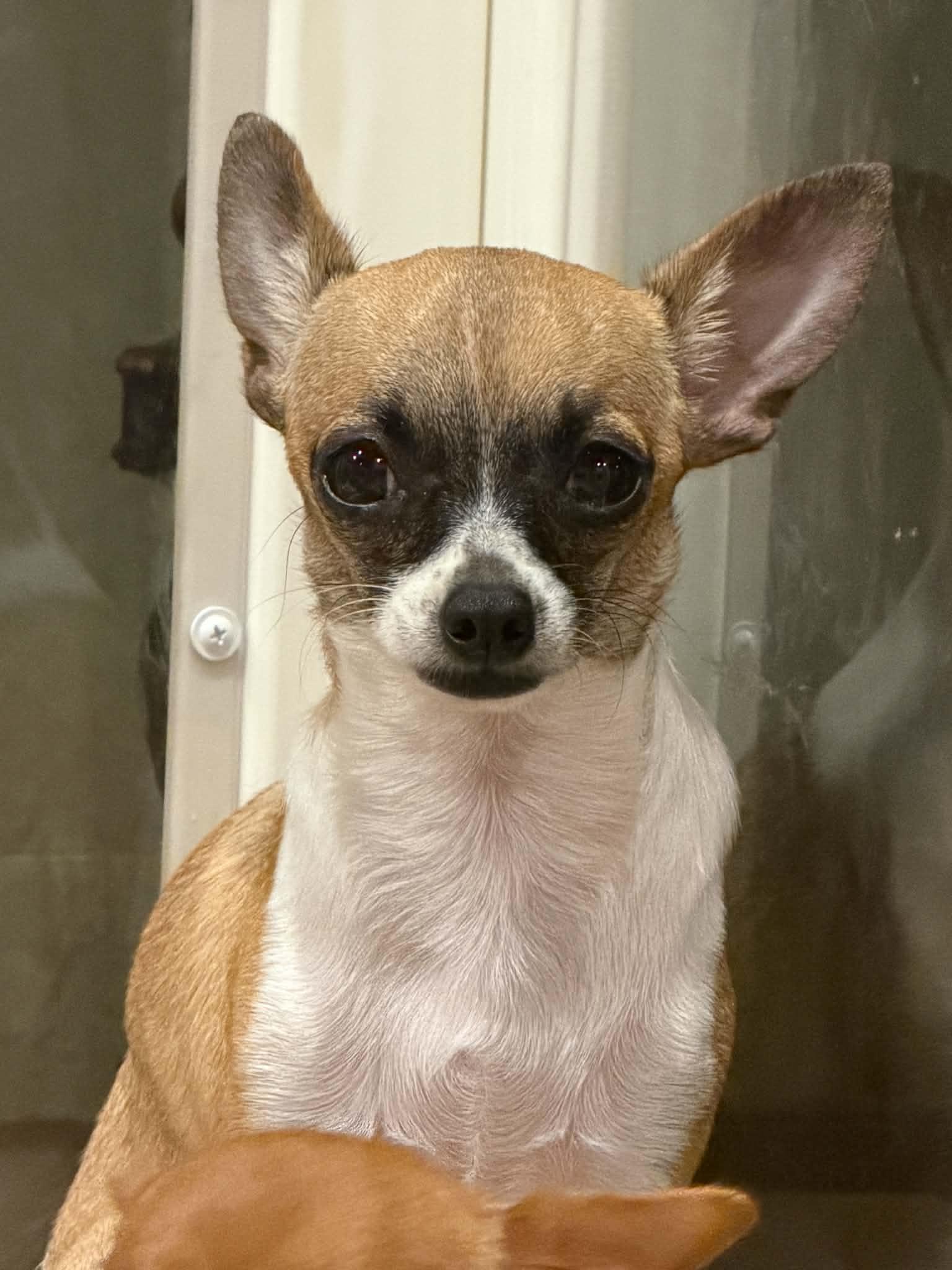 Enlarge Lulu, a Adopted Chihuahua in Calera, AL image 6/6