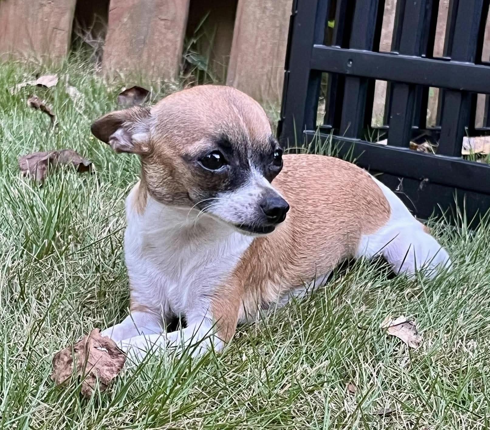 Enlarge Lulu, a Adopted Chihuahua in Calera, AL image 3/6