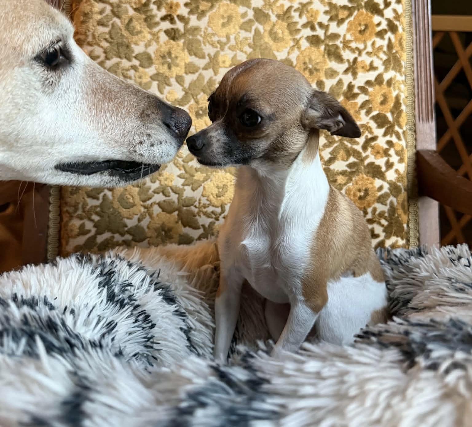 Enlarge Lulu, a Adopted Chihuahua in Calera, AL image 5/6