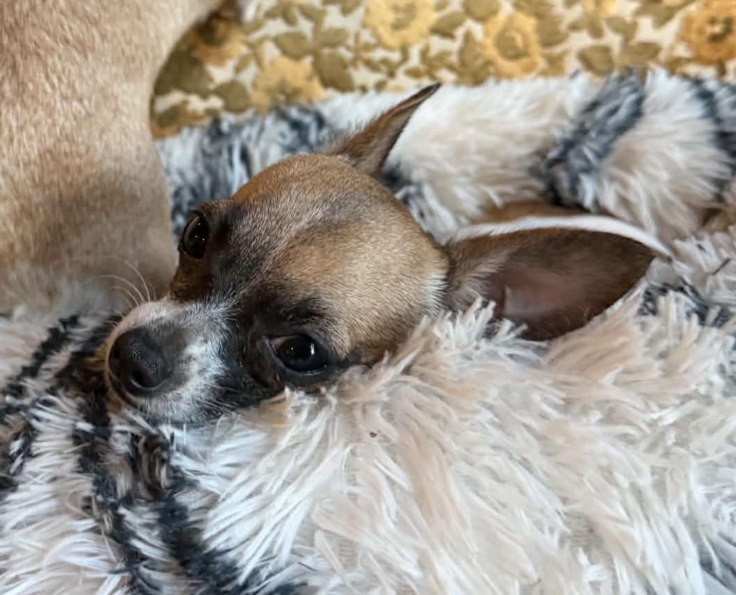 Enlarge Lulu, a Adopted Chihuahua in Calera, AL image 2/6