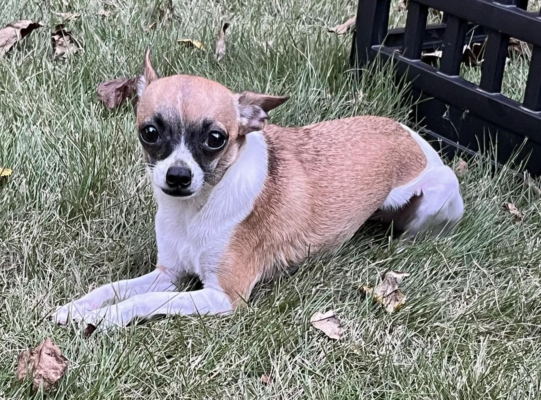 Enlarge Lulu, a Adopted Chihuahua in Calera, AL image 1/6