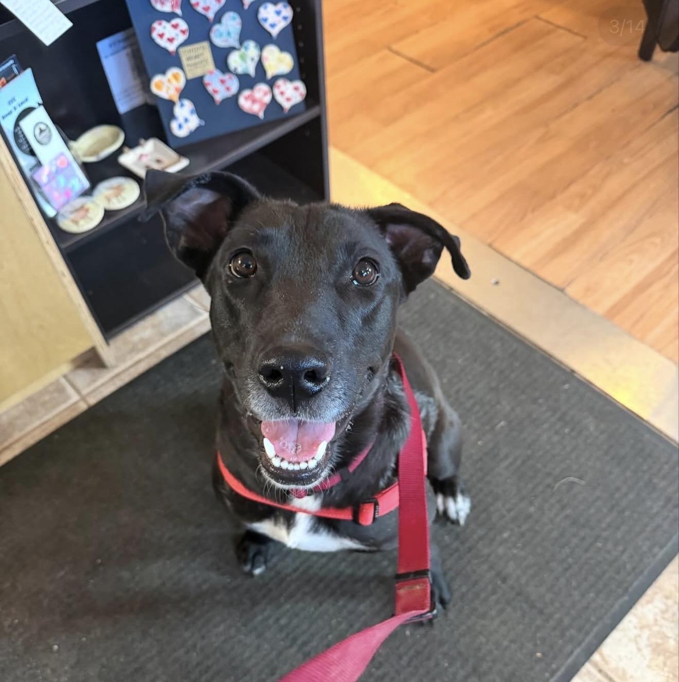 Enlarge Rumi, a Adoptable mixed breed in Commerce City, CO image 1/6