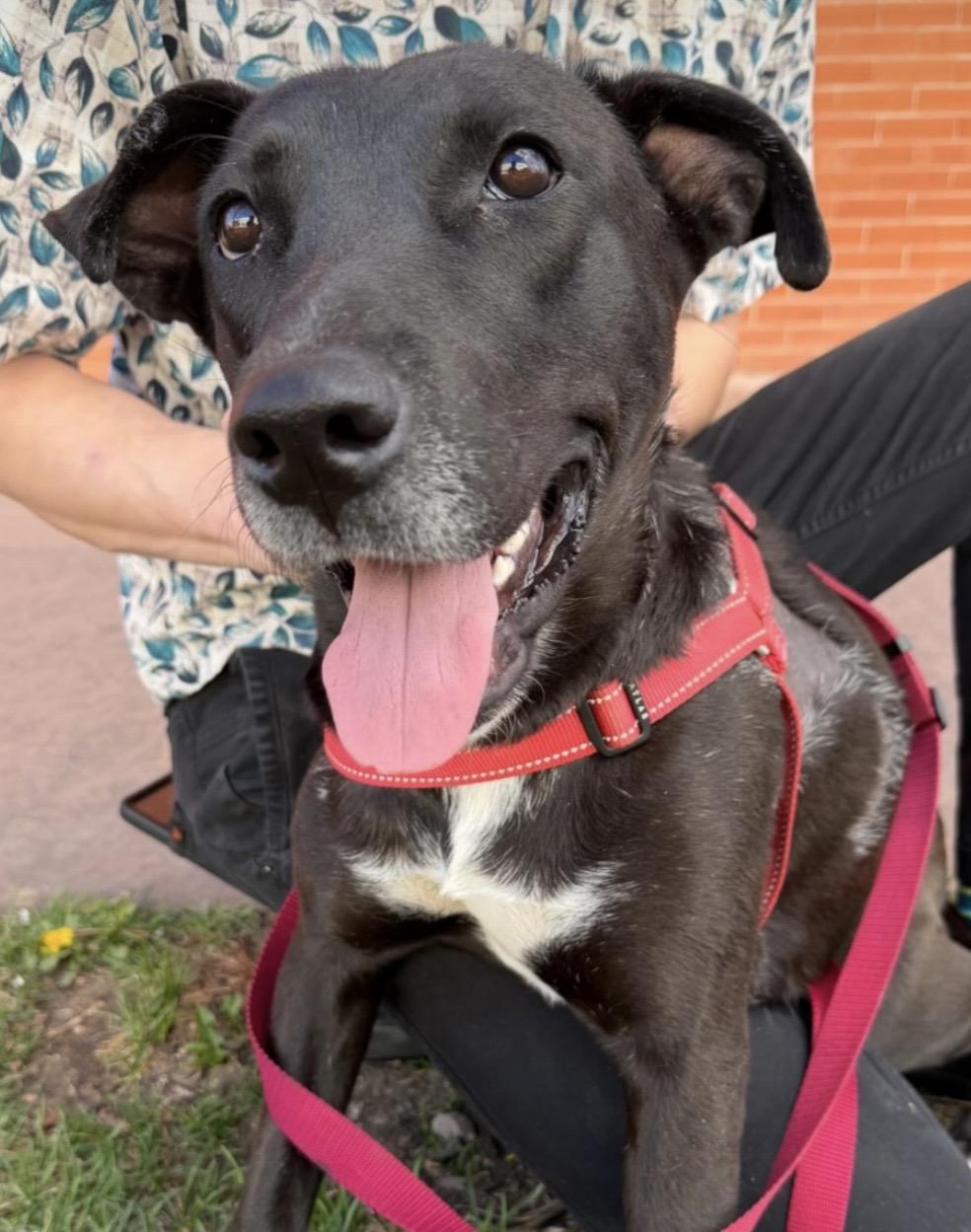 Enlarge Rumi, a Adoptable mixed breed in Commerce City, CO image 5/6