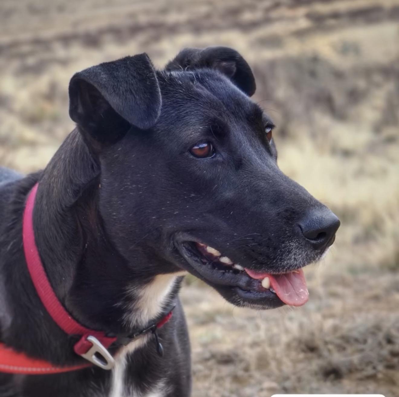 Enlarge Rumi, a Adoptable mixed breed in Commerce City, CO image 4/6