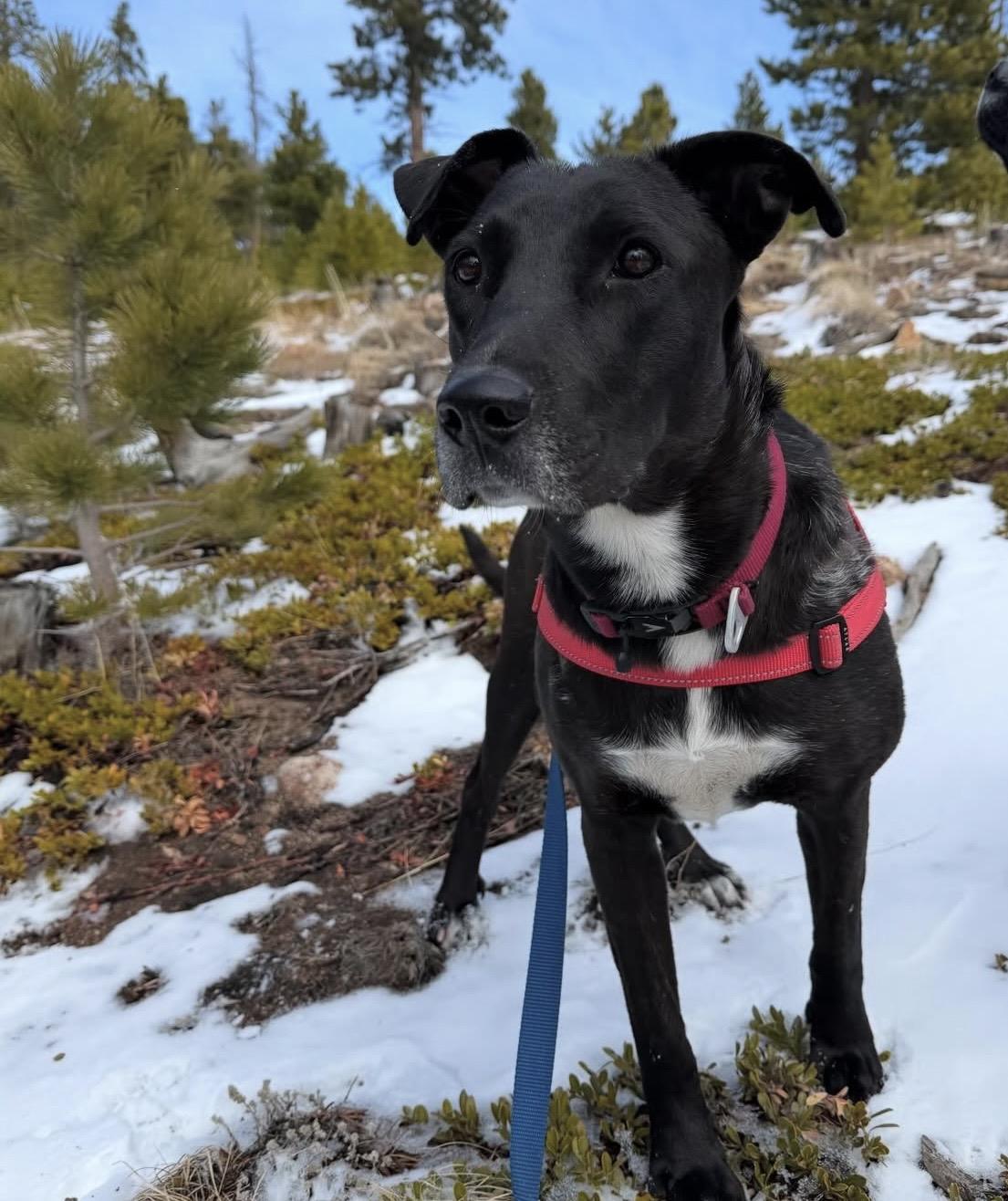 Enlarge Rumi, a Adoptable mixed breed in Commerce City, CO image 3/6