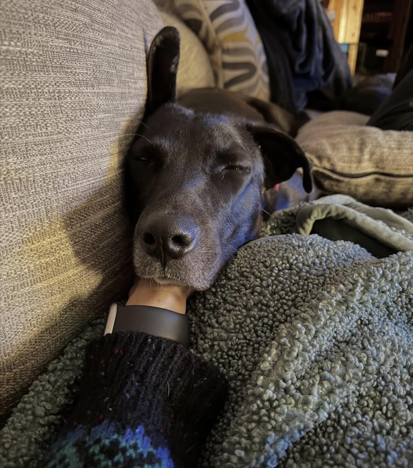 Enlarge Rumi, a Adoptable mixed breed in Commerce City, CO image 2/6