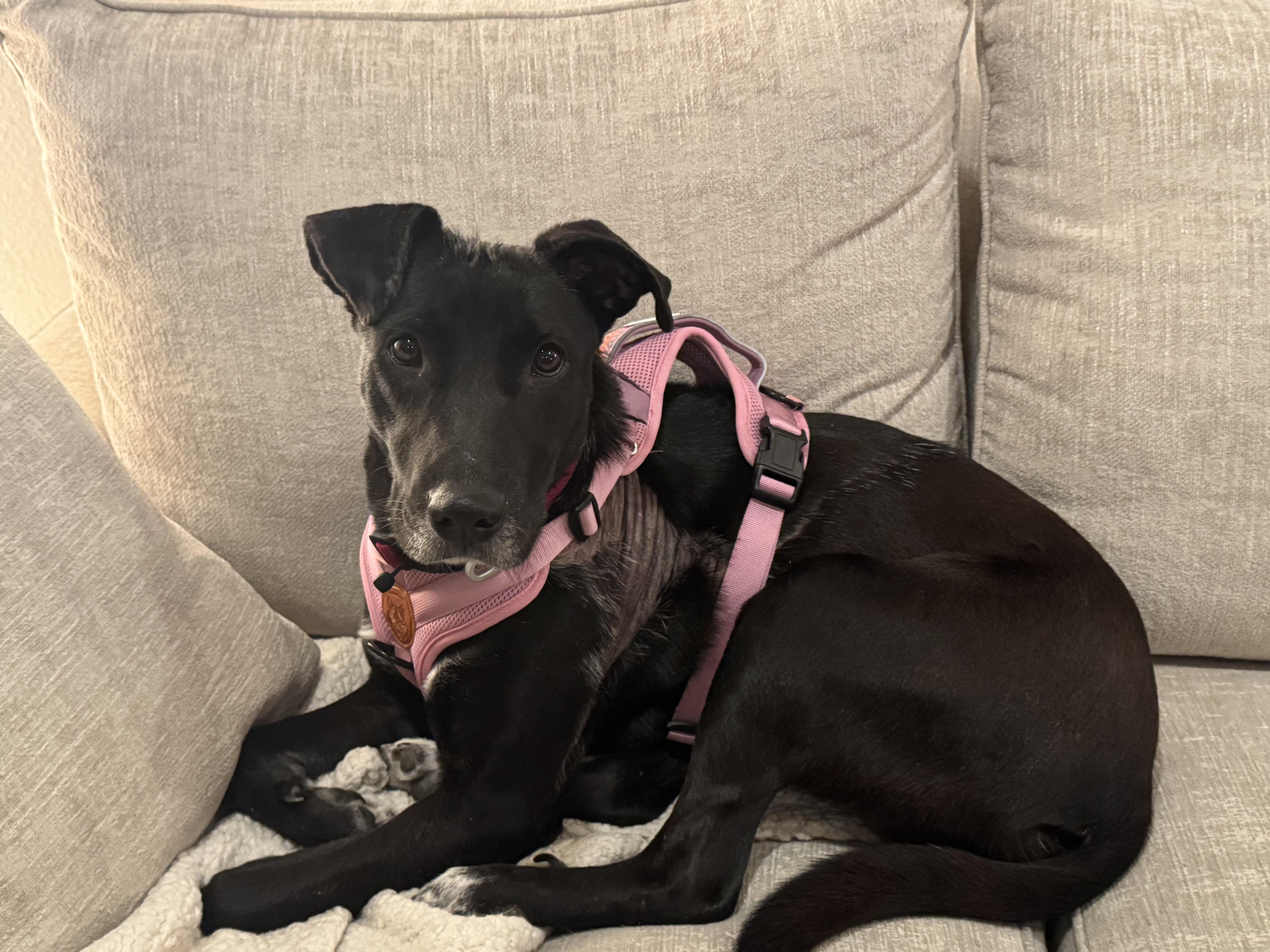 Enlarge Rumi, a Adoptable mixed breed in Commerce City, CO image 6/6